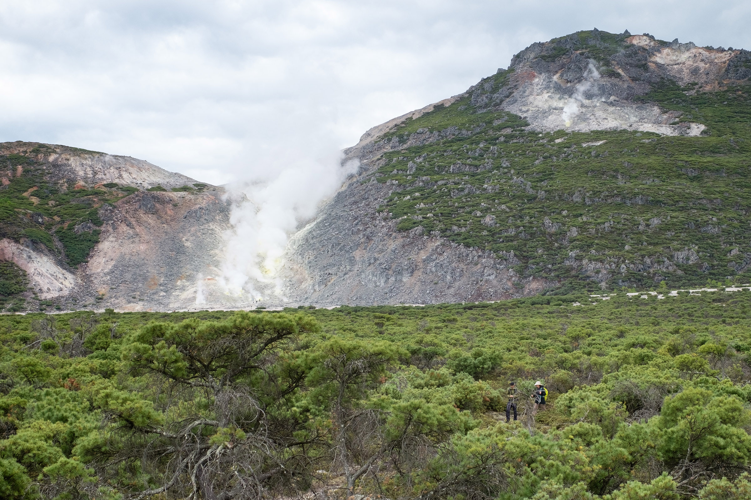 Steam rises from sulphurous vents on Mt Io in the Akan–Mashu national park. The vents are seen in the distance above a sea of green pine trees. Two hikers make their way though the greenary.