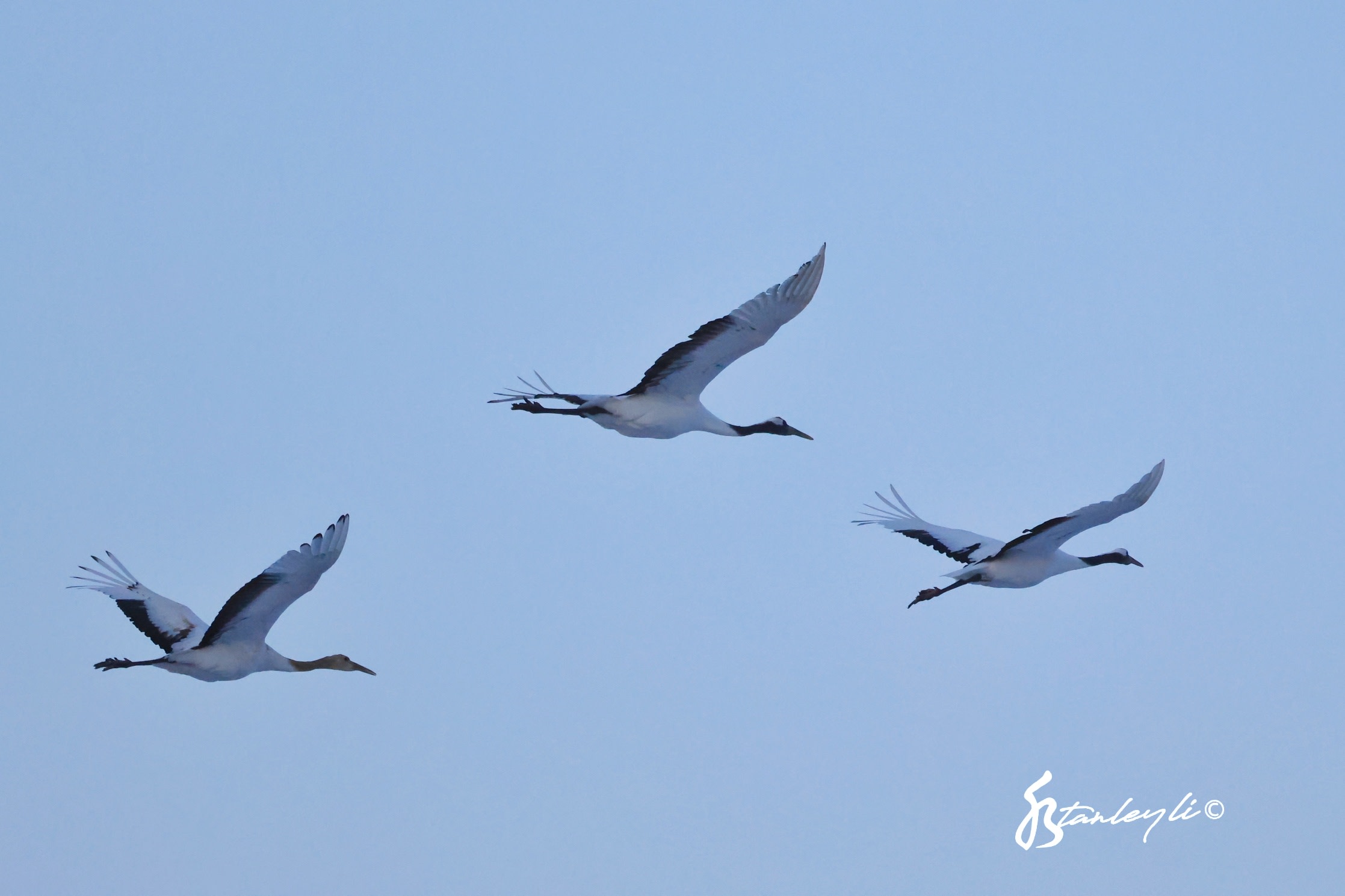 A flock of cranes in flight at sunset. ©️ Stanley Li