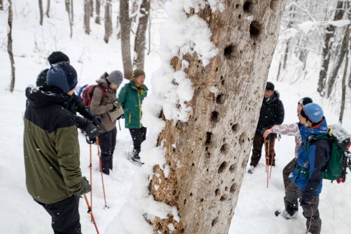 Mt Arashiyama, home to woodpeckers