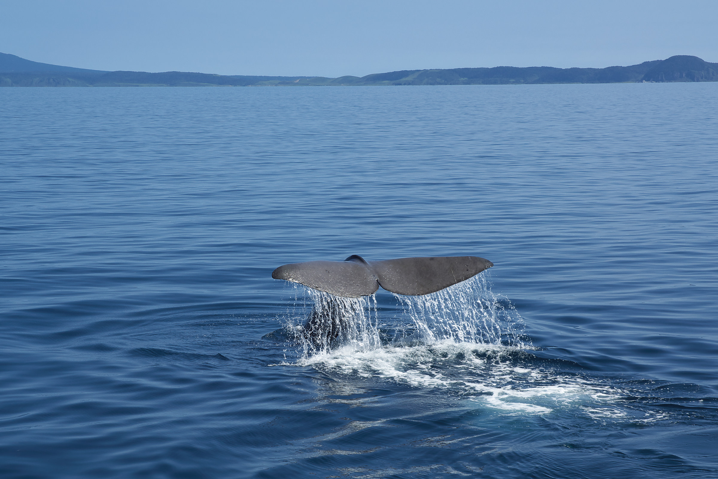 A whale's tail disappears beneath the water seen on a whale watching cruise off the Rausu coast, Shiretoko