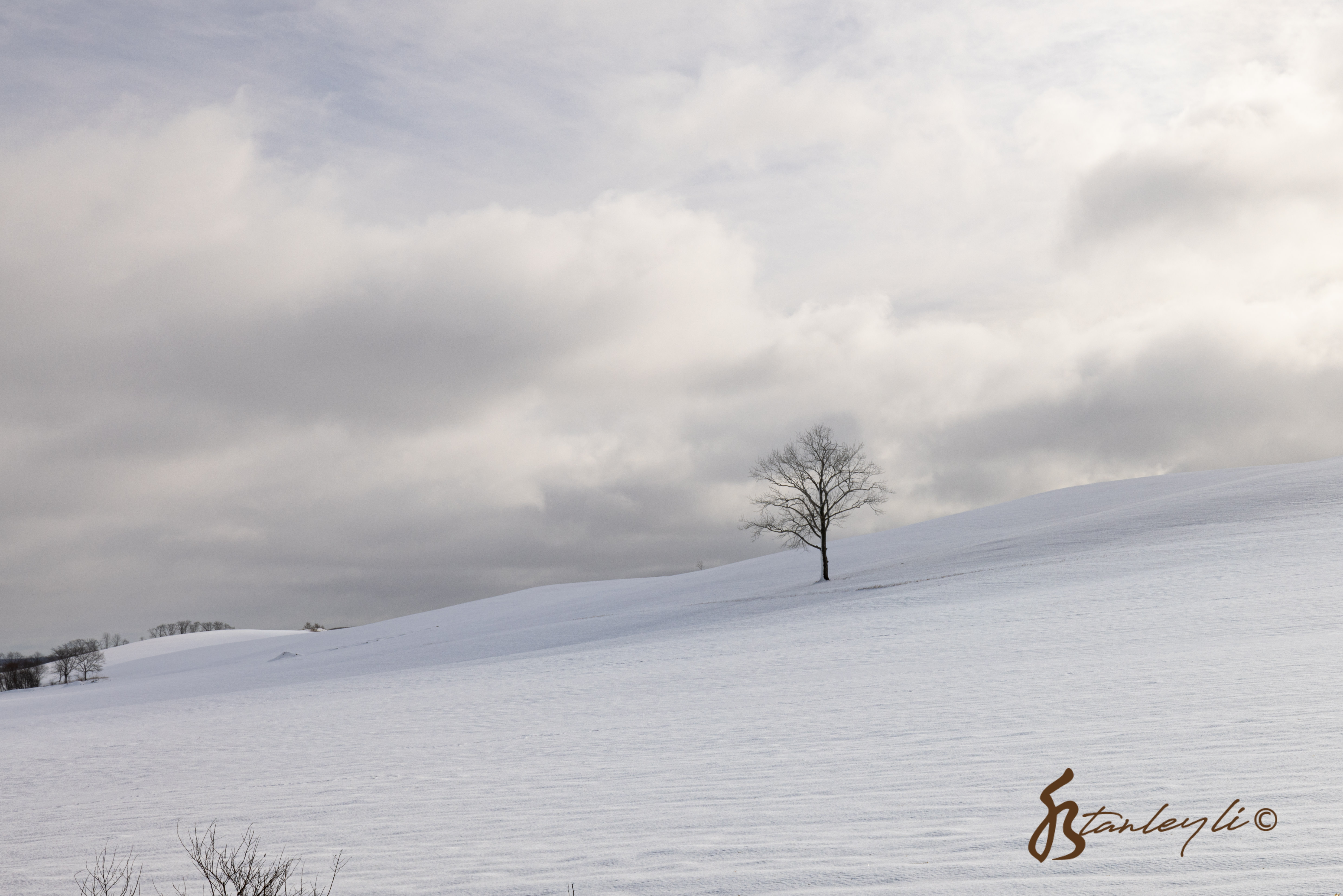 A lone tree sits in a field in Hokkaido's East. The field is blanketed with white snow. ©️ Stanley Li