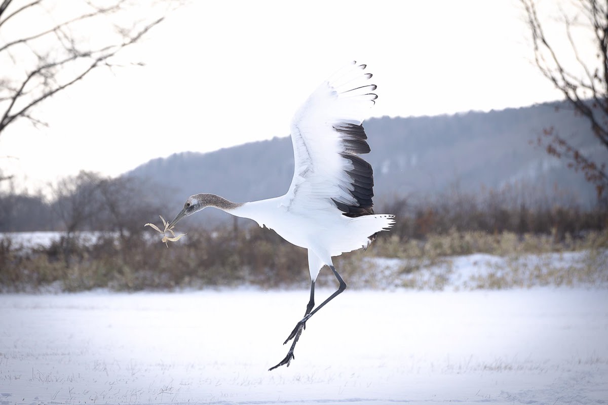 A tancho crane holding withered sasa grass in its beak lands on a snowy field.
