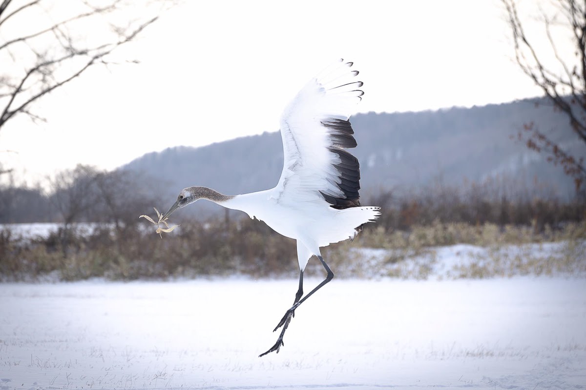 Hokkaido Wildlife Guide - Adventure Hokkaido