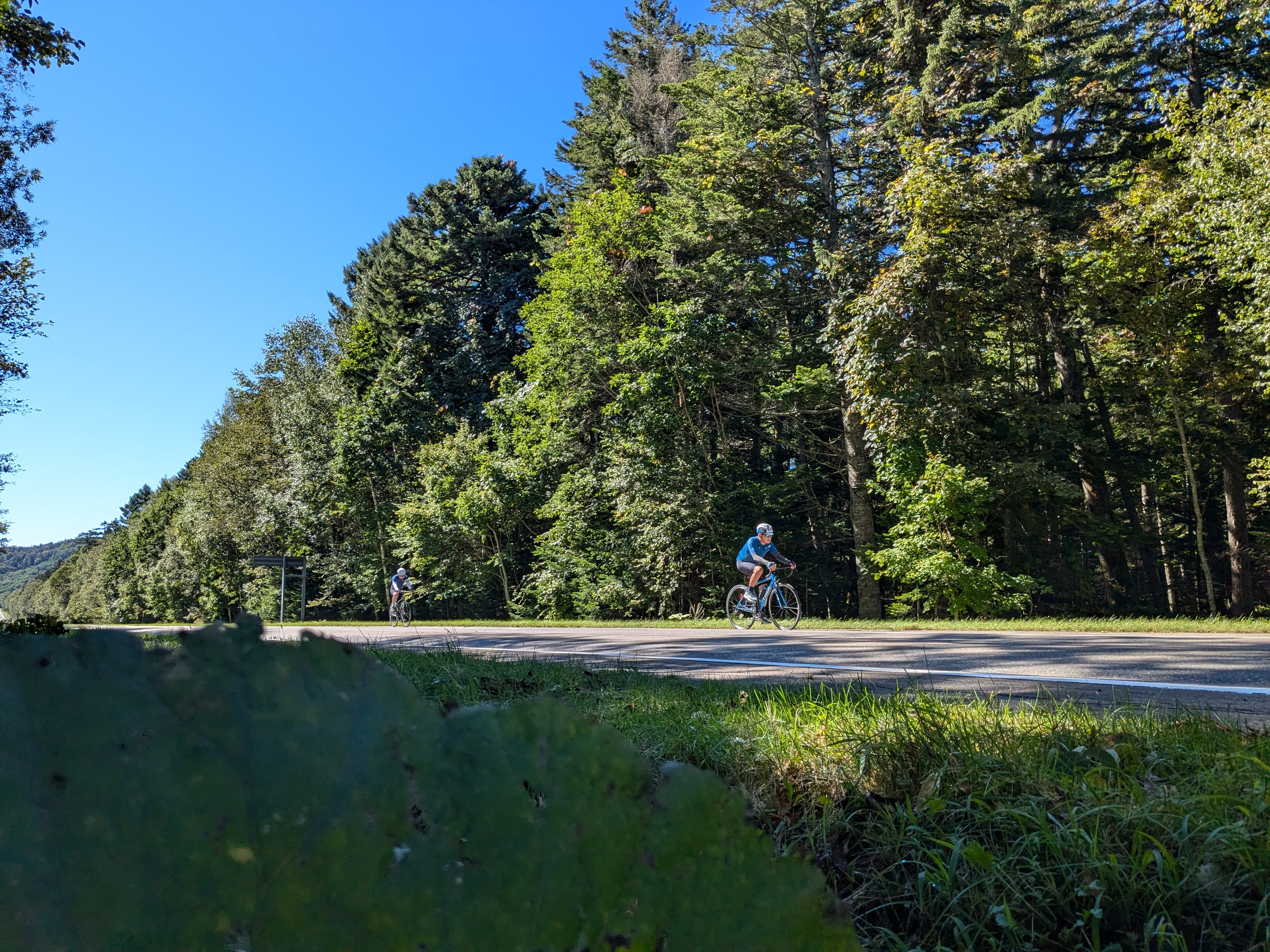 A low-angle shot of a cyclist proceeding down a forested road. It is a bright, sunny day.