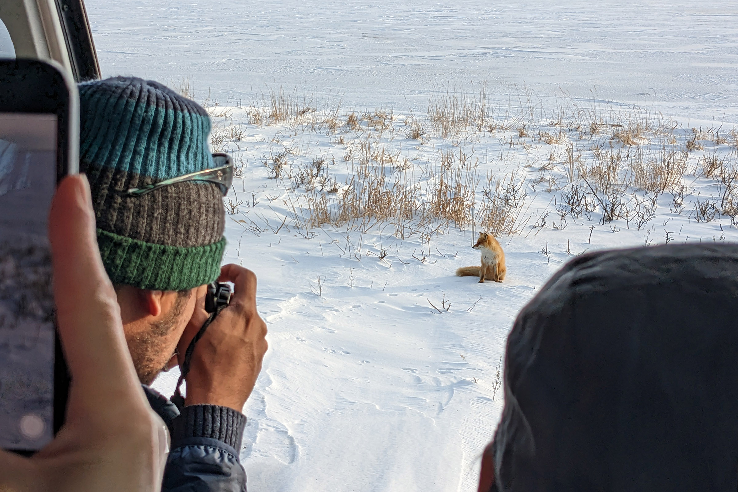 A group of tourists photograph a red fox from a car. The fox is sitting on the snow covered shore of the Notsuke Peninsula.