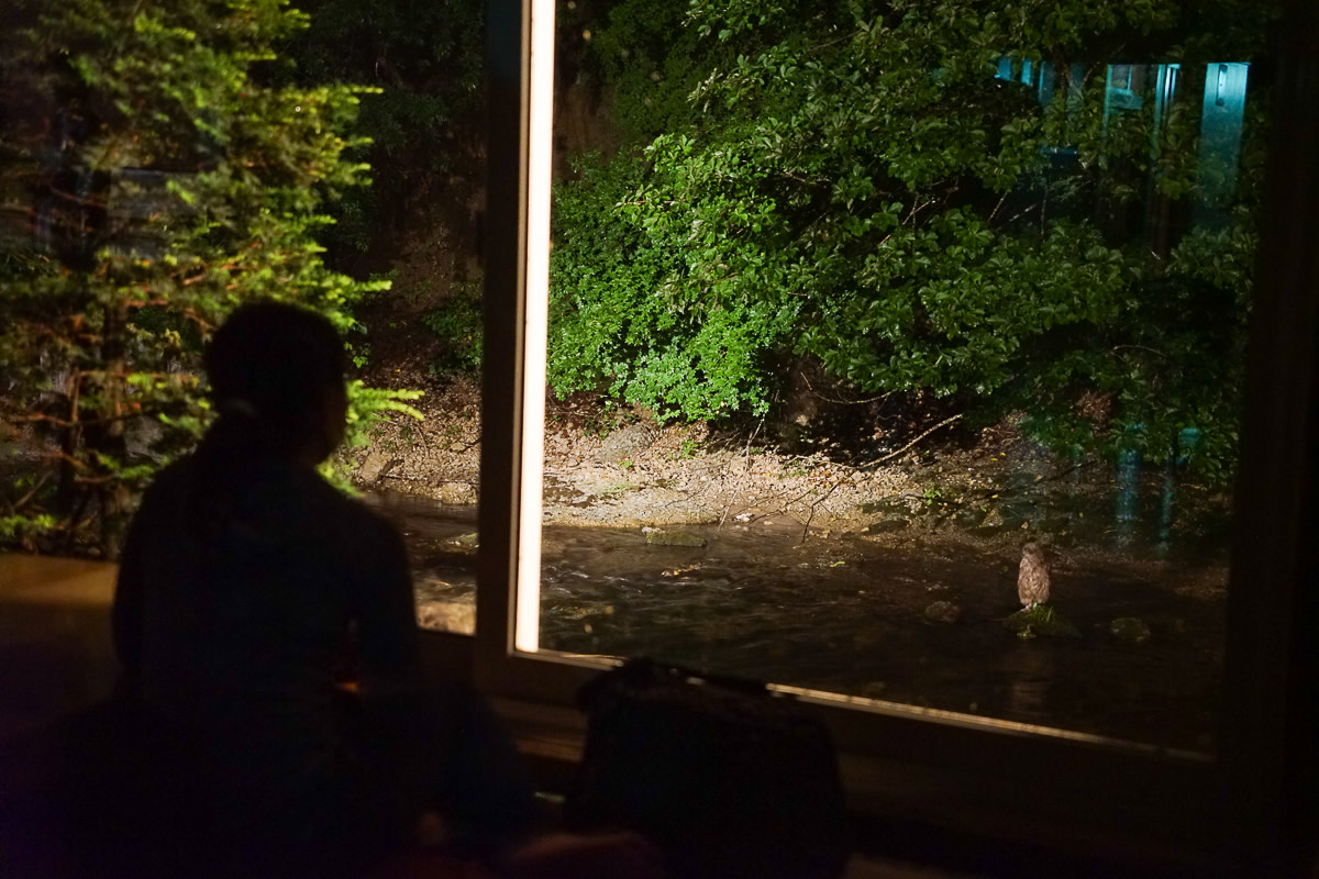 Observing a Blakiston's fish owl from the inn's restaurant window