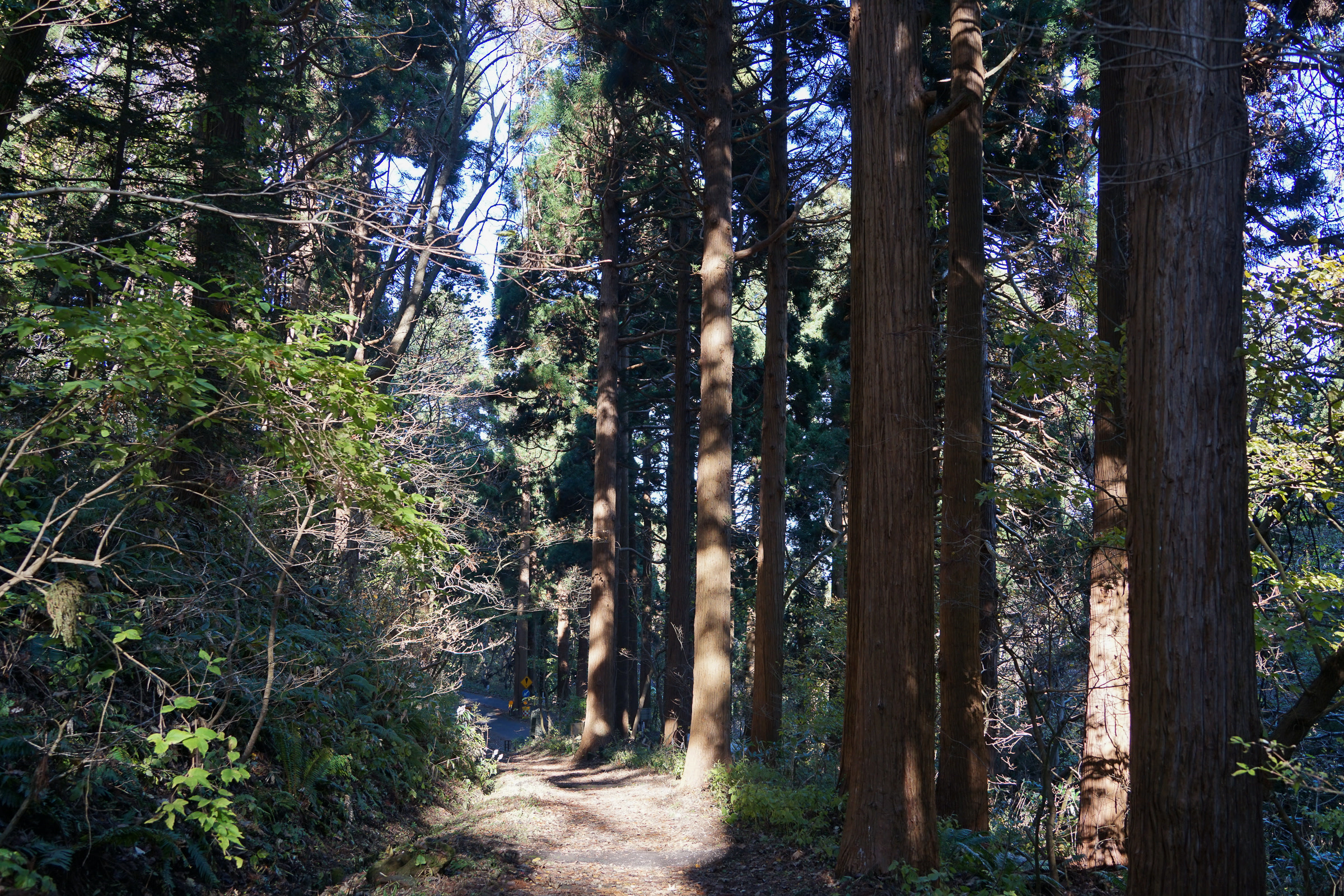 Stately conifer trees adorn a section of the Cape Tachimachi trail.