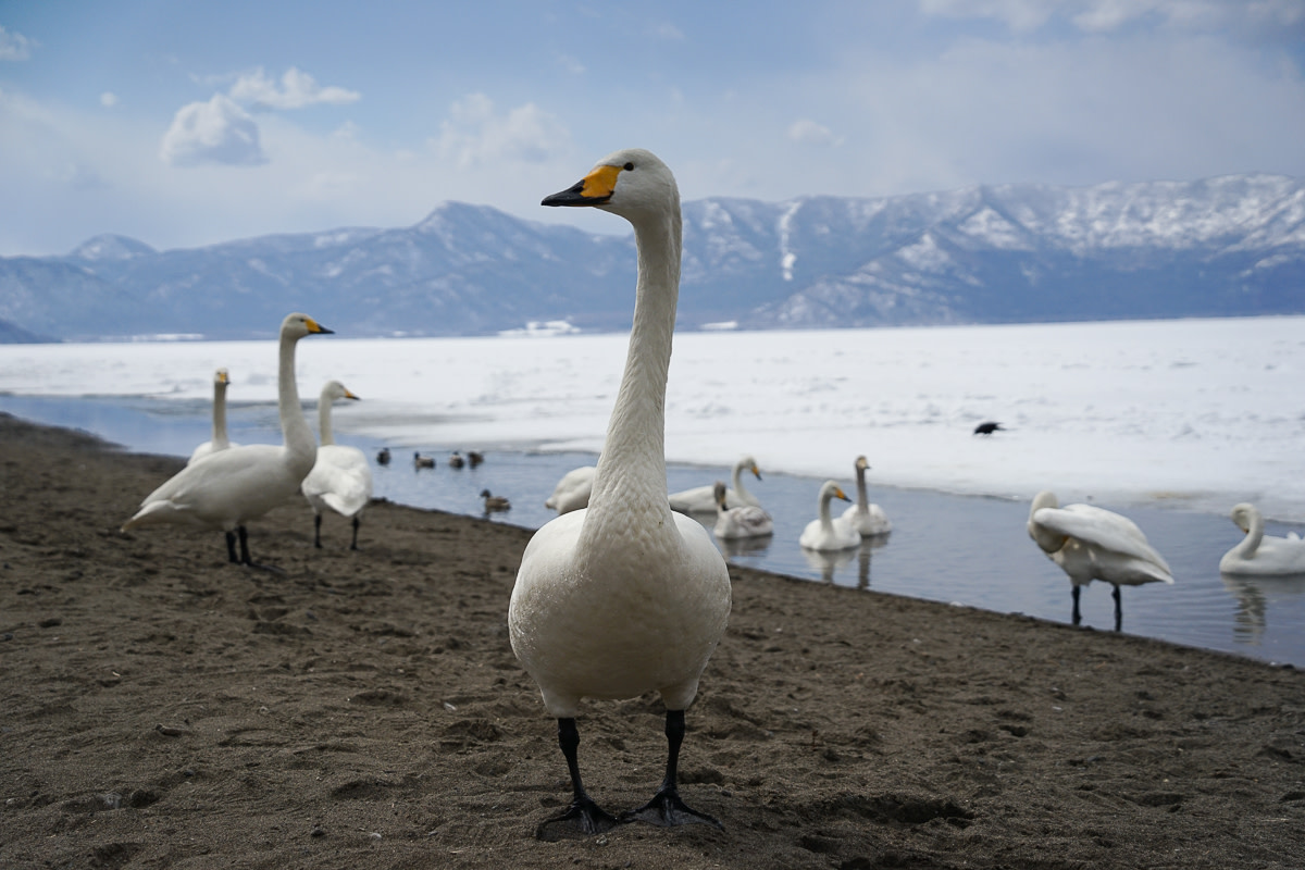 Swans stand on Lake Kussharo's shore, and beyond the frozen lake, snowcapped mountains stand in the distance.