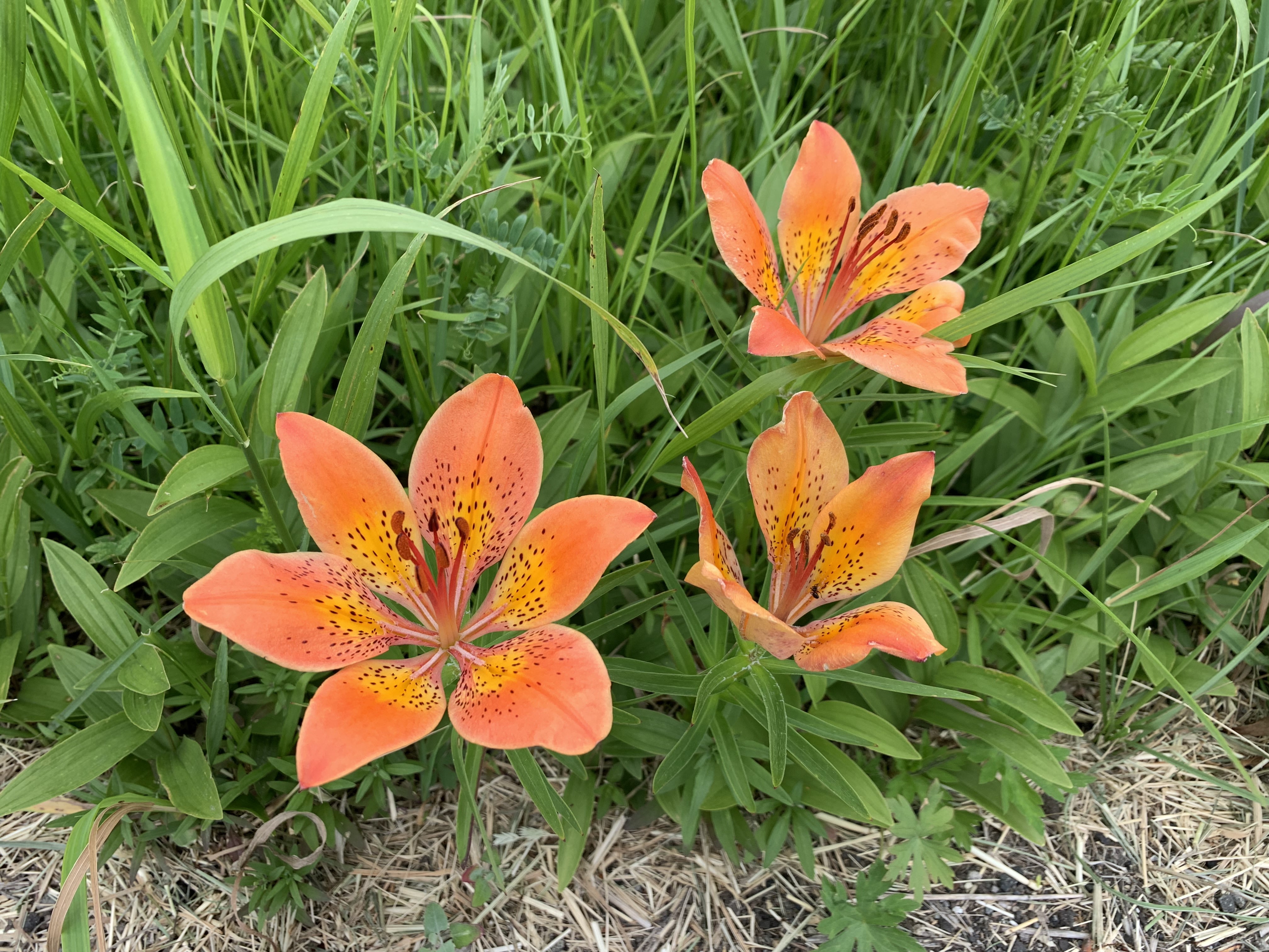 Three bright orange lilies on the roadside