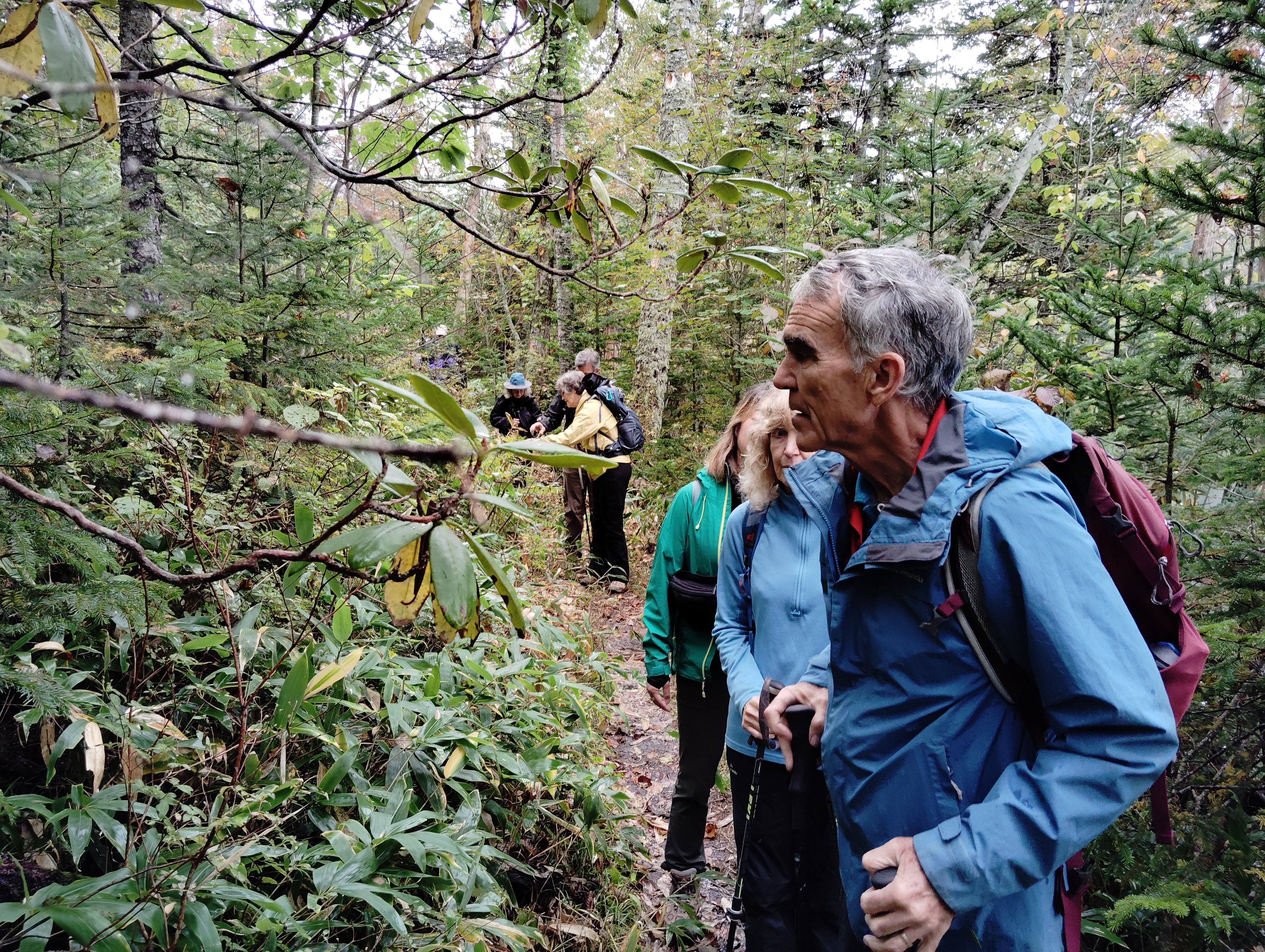 A group of hikers in a forest at the base of Mt. Hakuunzan, Hokkaido. The man at the front of the group seems particularly fascinated by the leaves on the branch of a tree just in front of him.