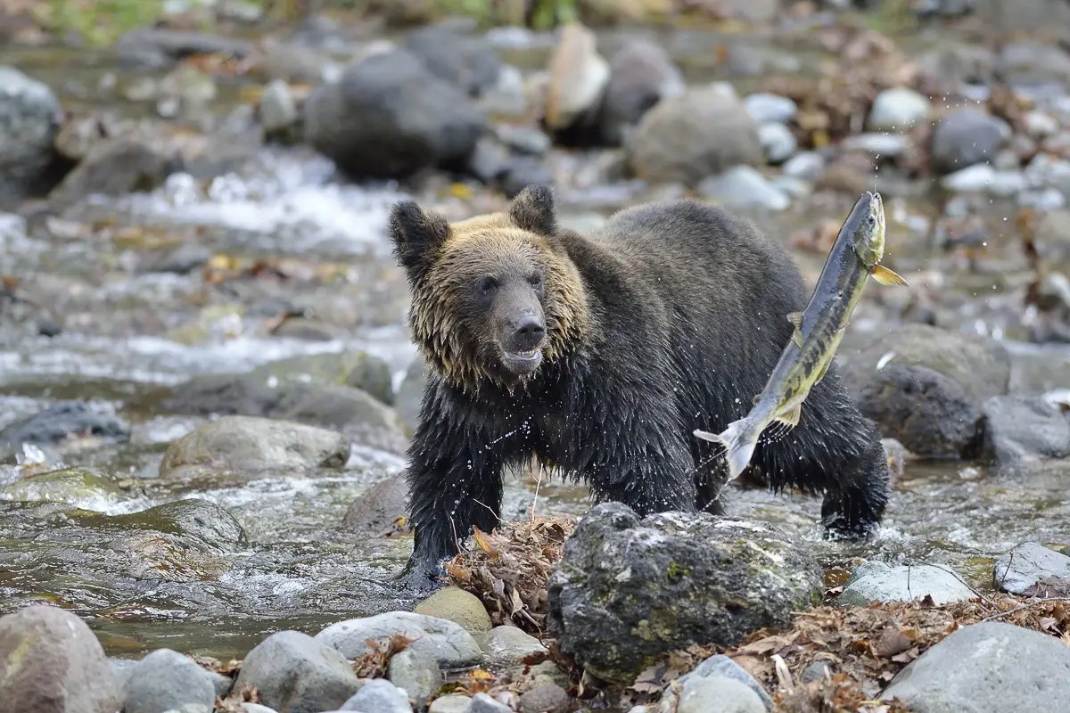 Ezo brown bear catching salmon at Rasu in Hokkaido - Best places to visit in Hokkaido