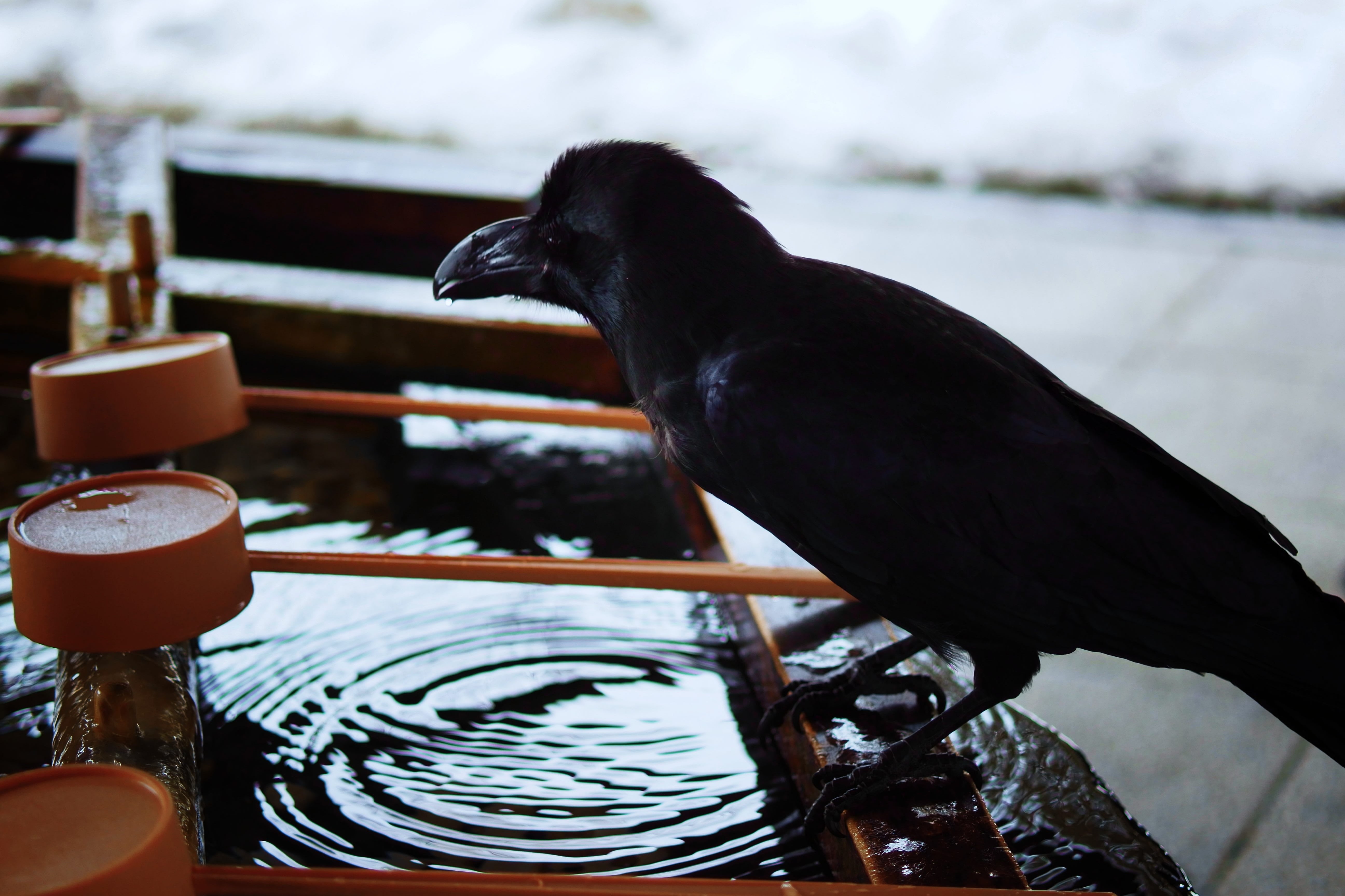 A large Japanese crow drinks from a purifying water trough at a Shinto shrine.