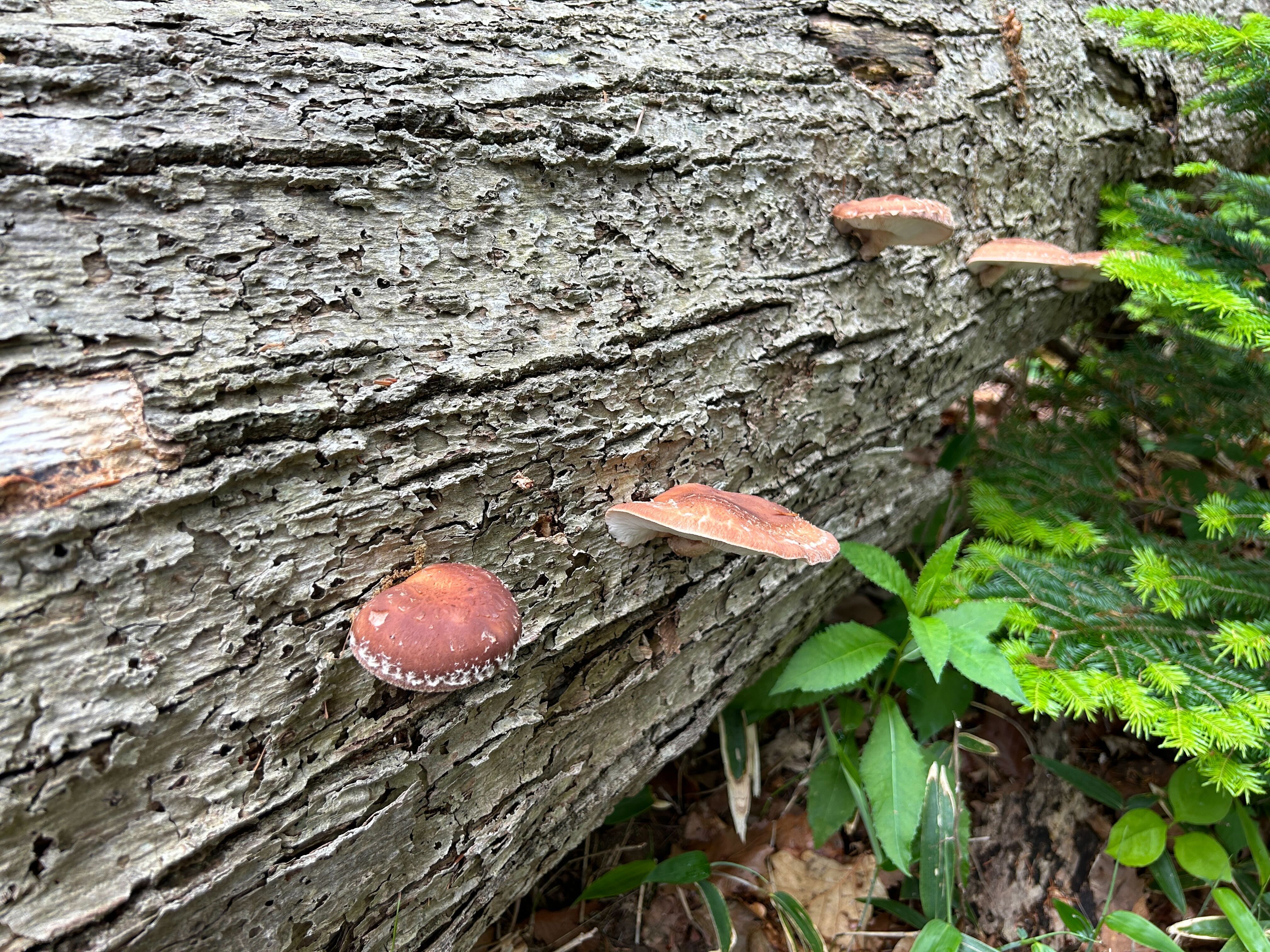 Four wild shiitake mushrooms growing on a fallen tree in a forest.