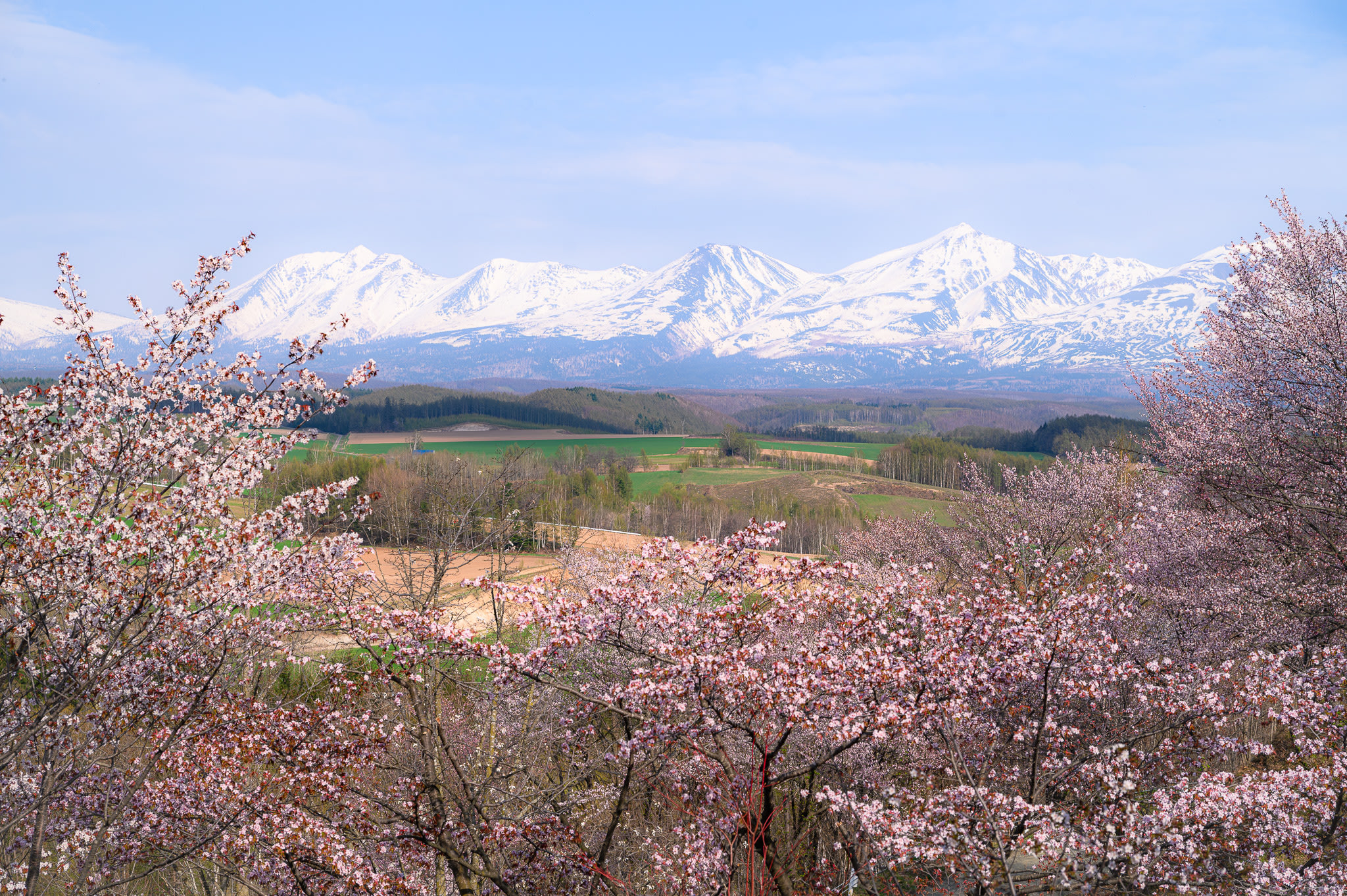 Cherry blossoms frame a landscape with mountains in the distance.