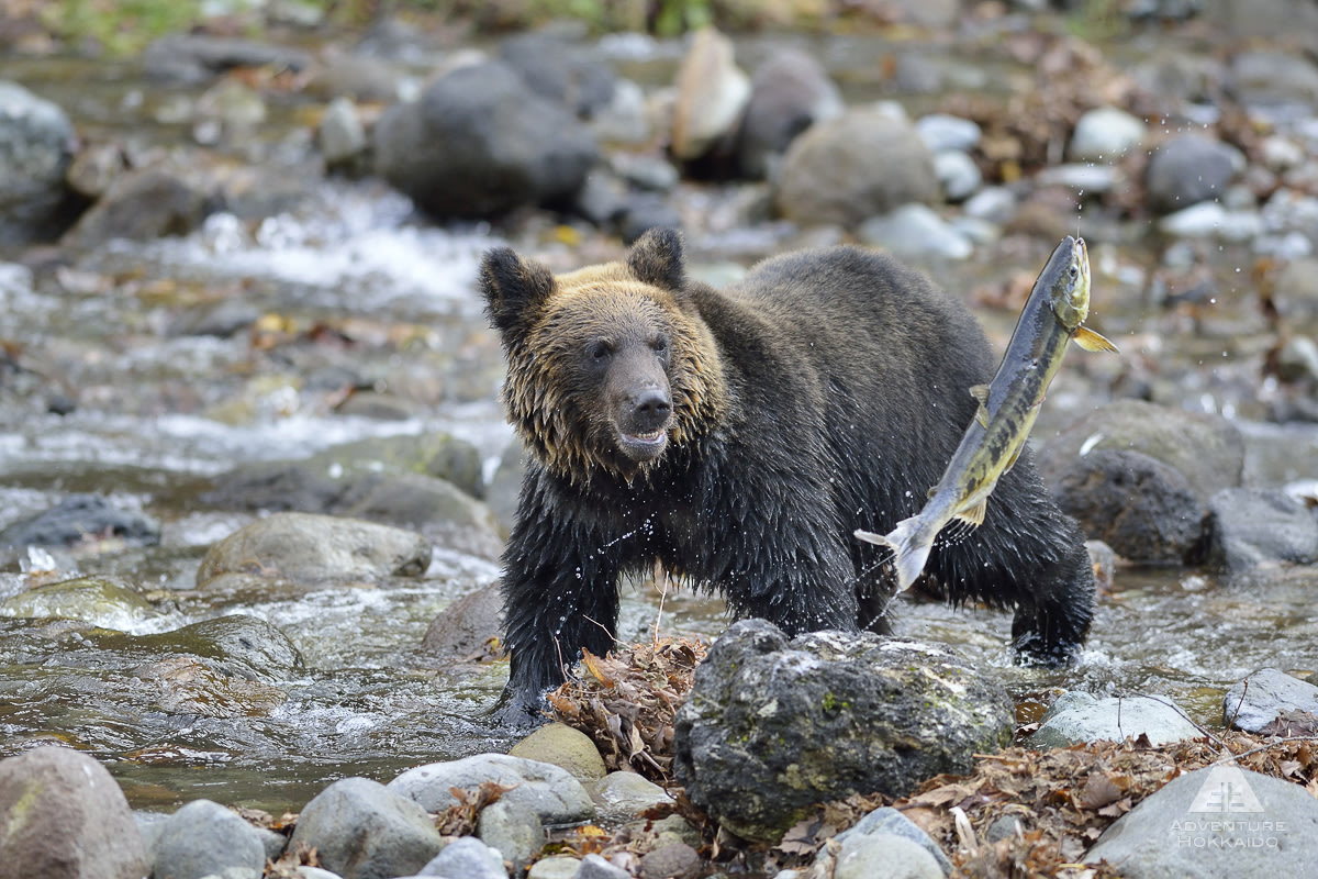 A brown bear thinks "yum" while looking at a jumping salmon. The bear is wading along a shallow river in the Shiretoko National Park