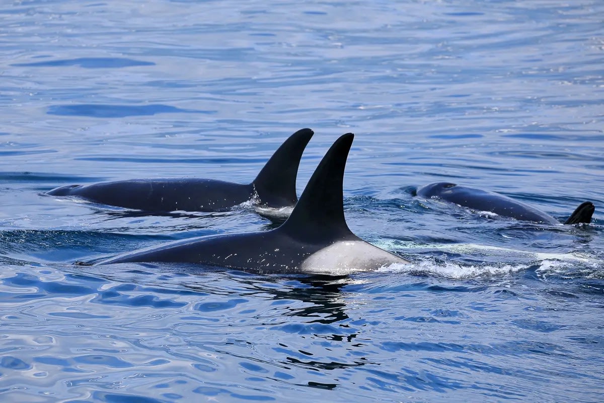Killer whales spotted off the Rausu coast, Shiretoko