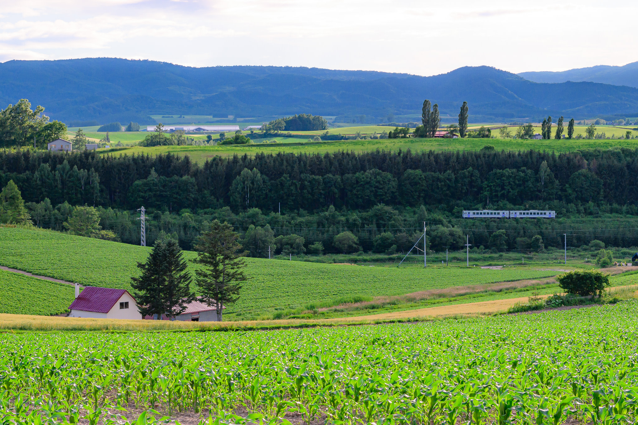 A view of Biei's Hills on a summer afternoon. There is a small hut and a group of trees in the mid-ground. In a valley in the distance, a two-carriage train runs along the JR Furano Line.