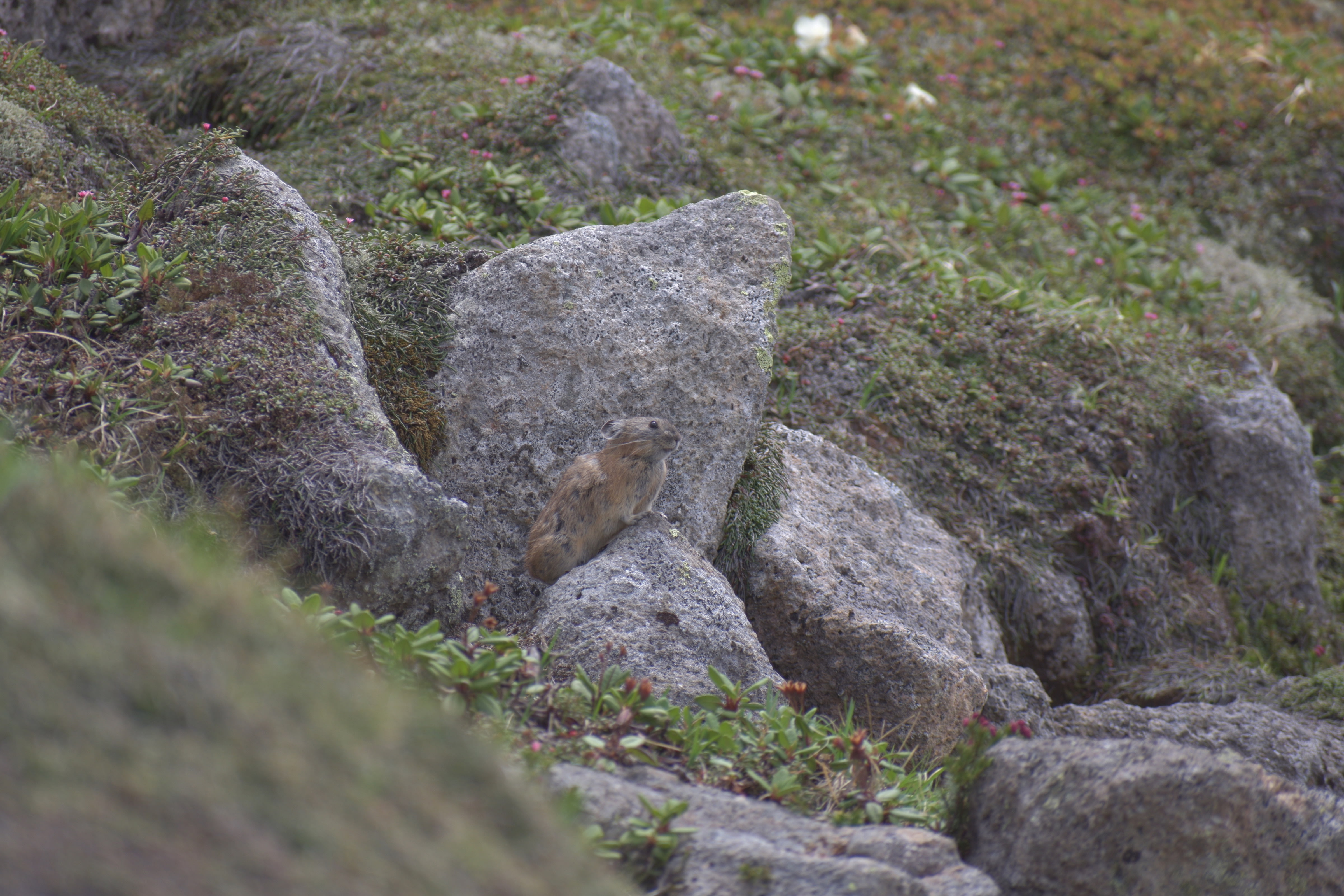 A Northern Pika sits on a rock