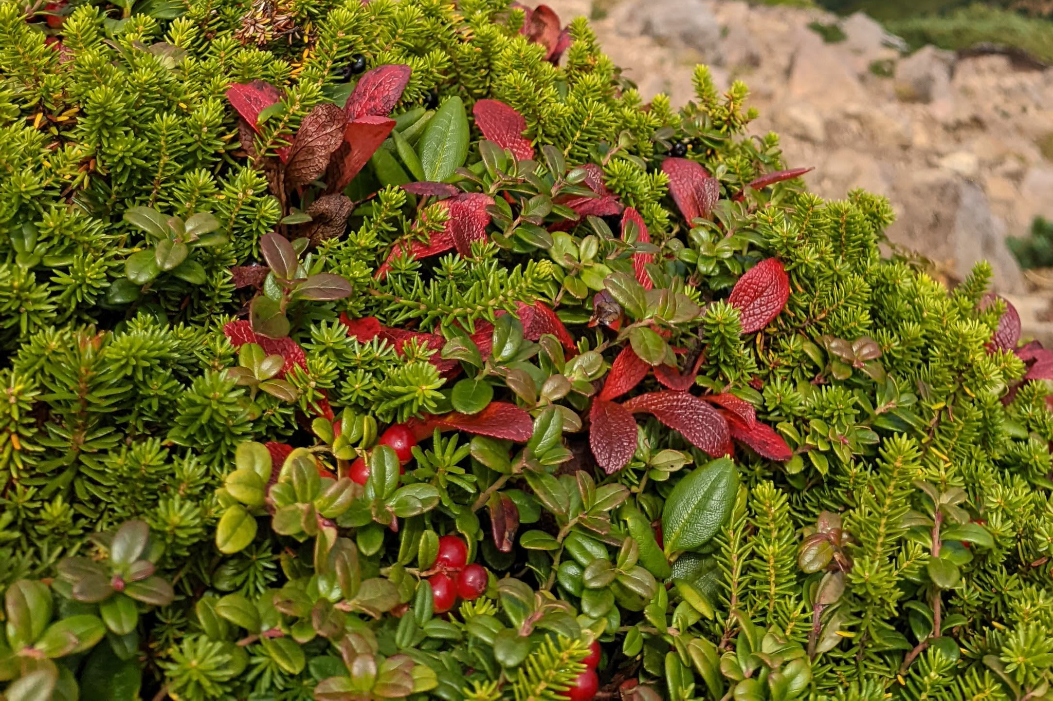A close-up of lingonberries growing wild on a mountain. They are small, round berries amongst small, rounded leaves. The leaves are displaying autumn colouration.