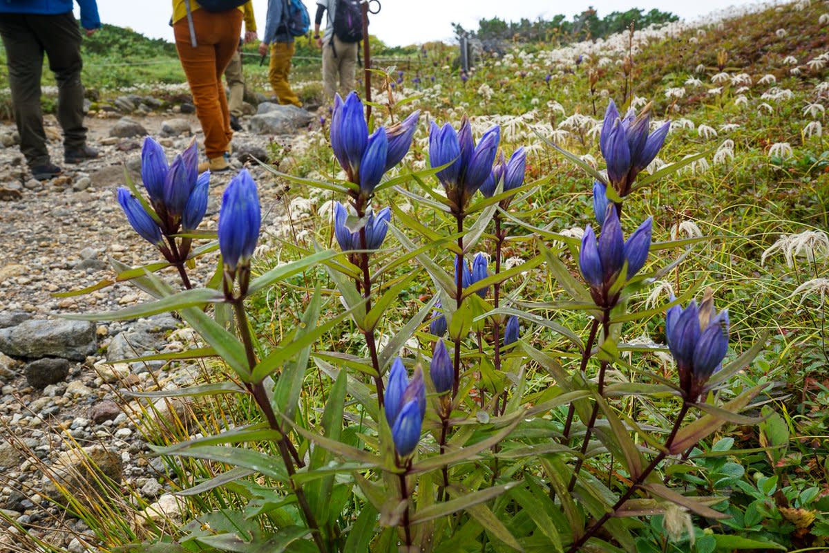 Gentians still in pretty shape