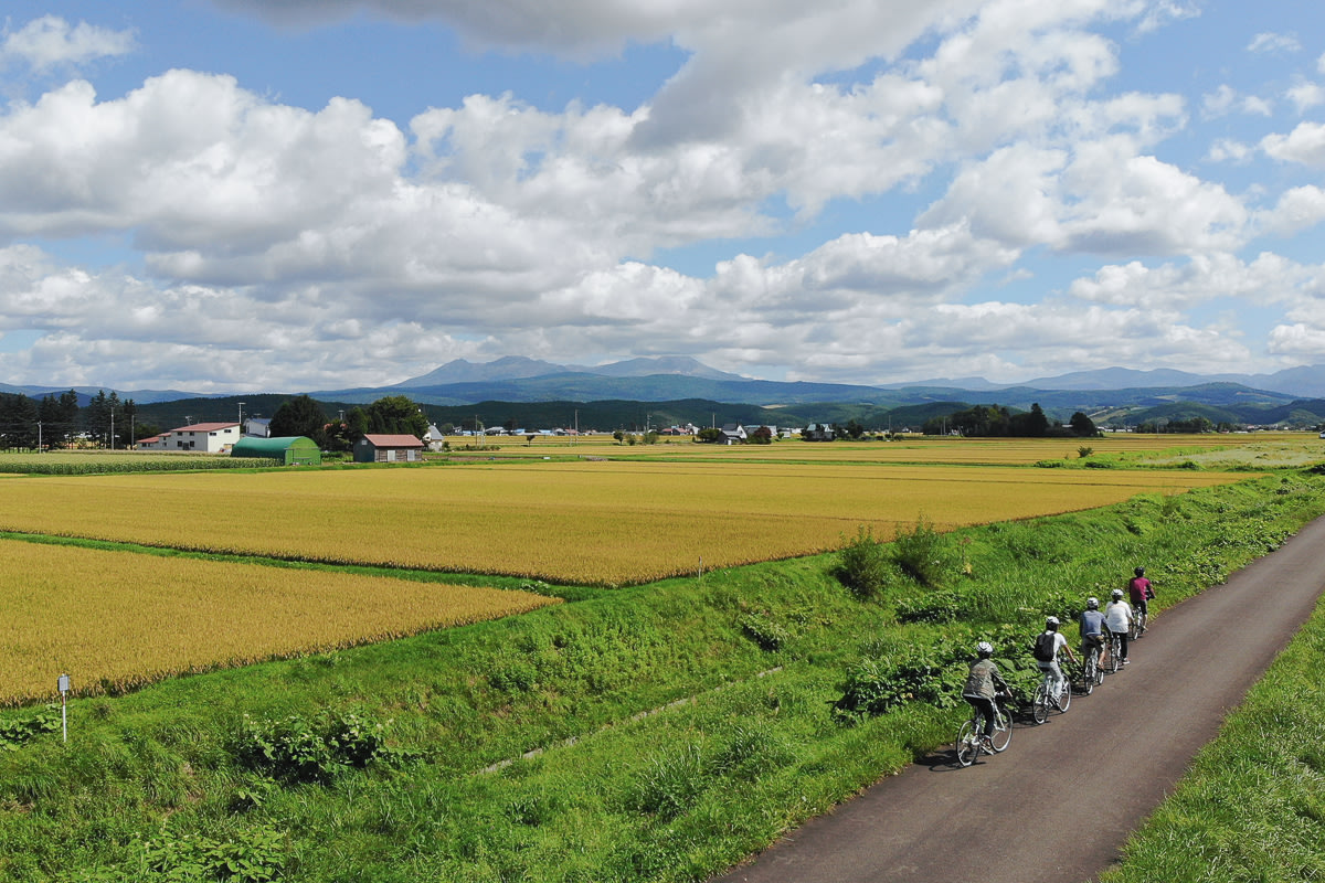 Cyclists riding through the golden rice fields near Higashikawa - Best places to visit in Hokkaido