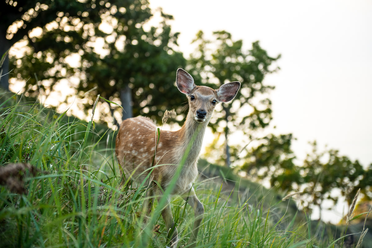 Japanese deer (Photo courtesy of Aaron Jamieson Photography)