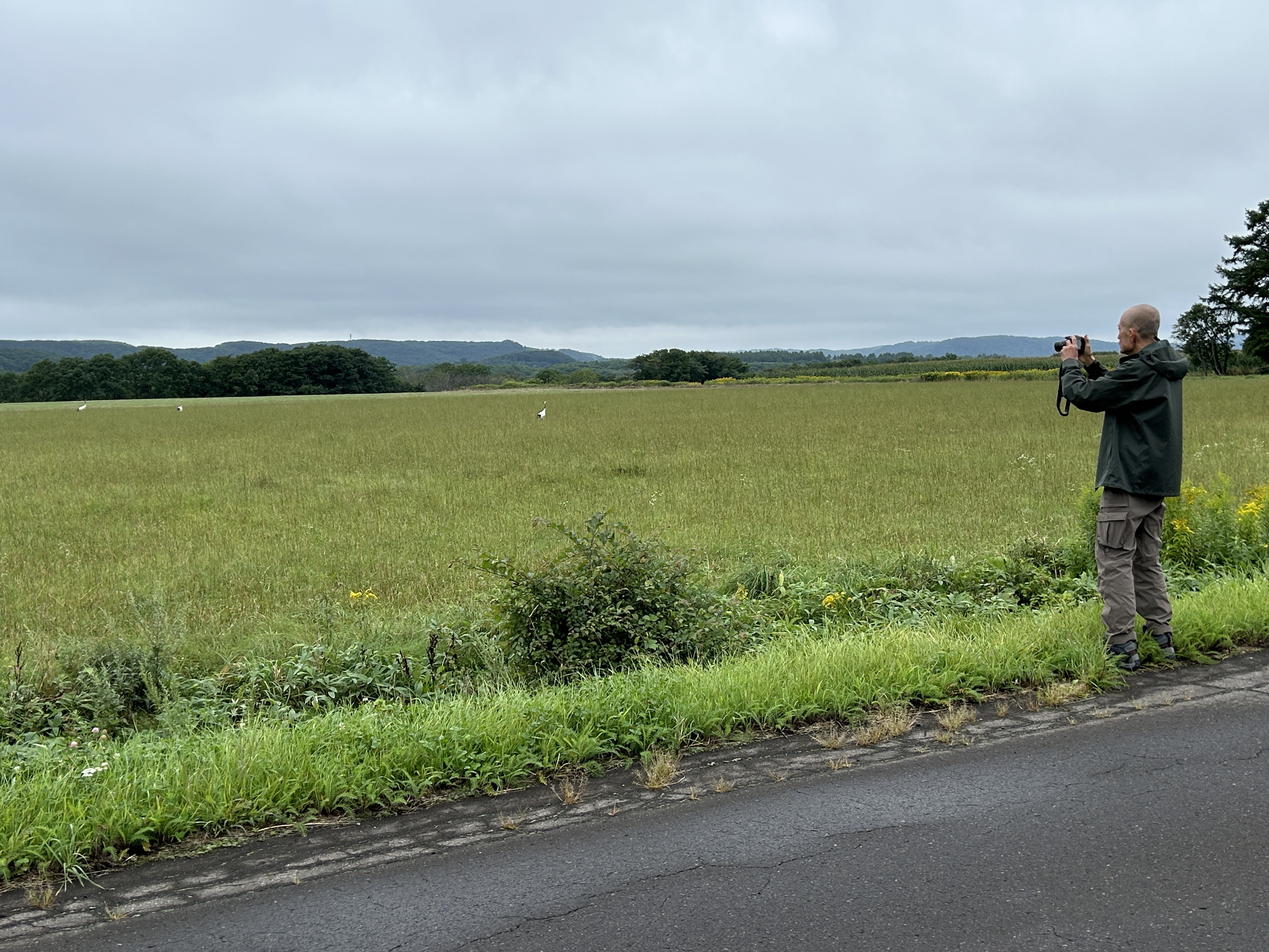 A man stands at the side of a road with his camera raised. In the field in the distance, there are a number of red-crowned cranes.