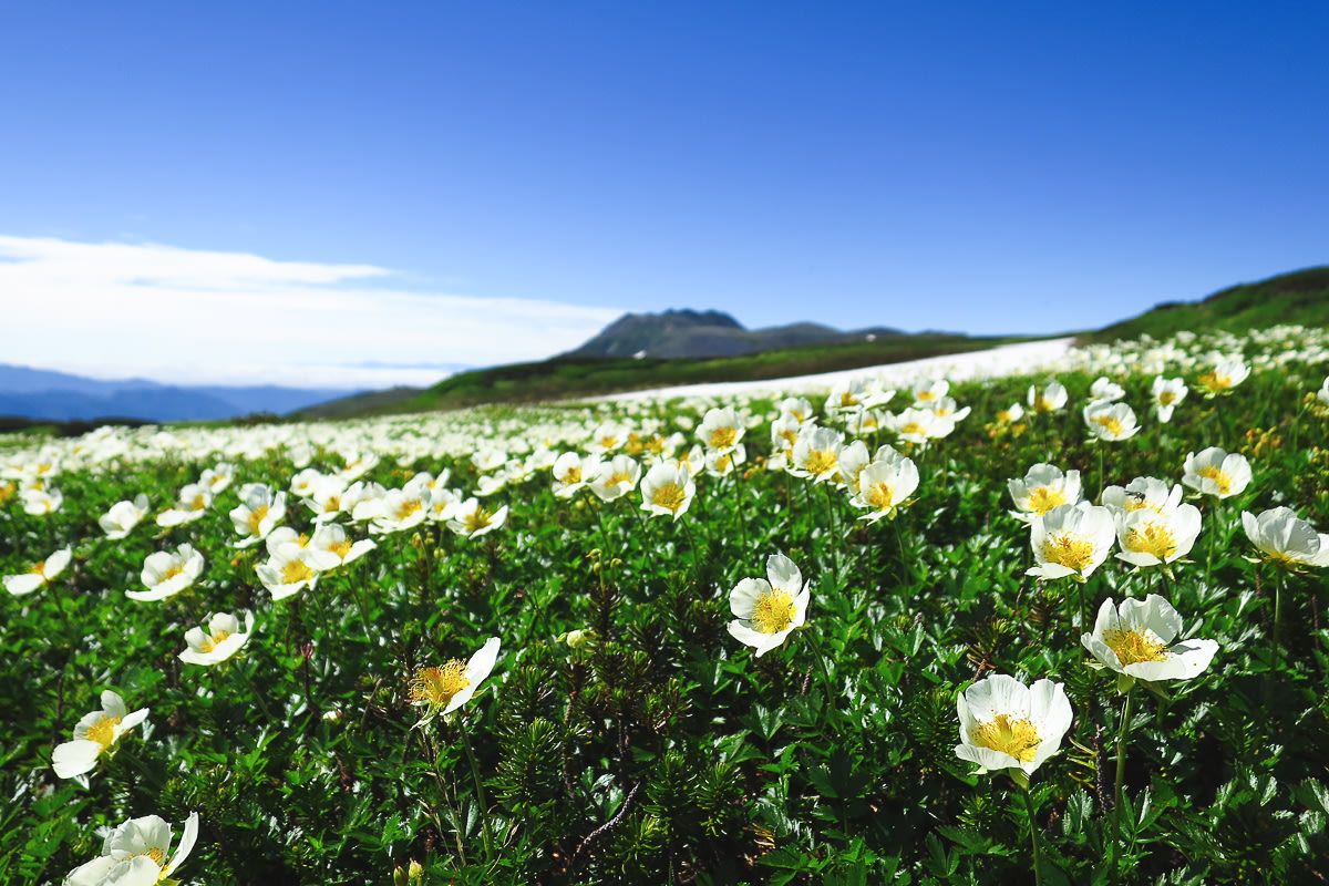 Alpine flowers with the Daisetsuzan Mountains in the background - What to do in Hokkaido