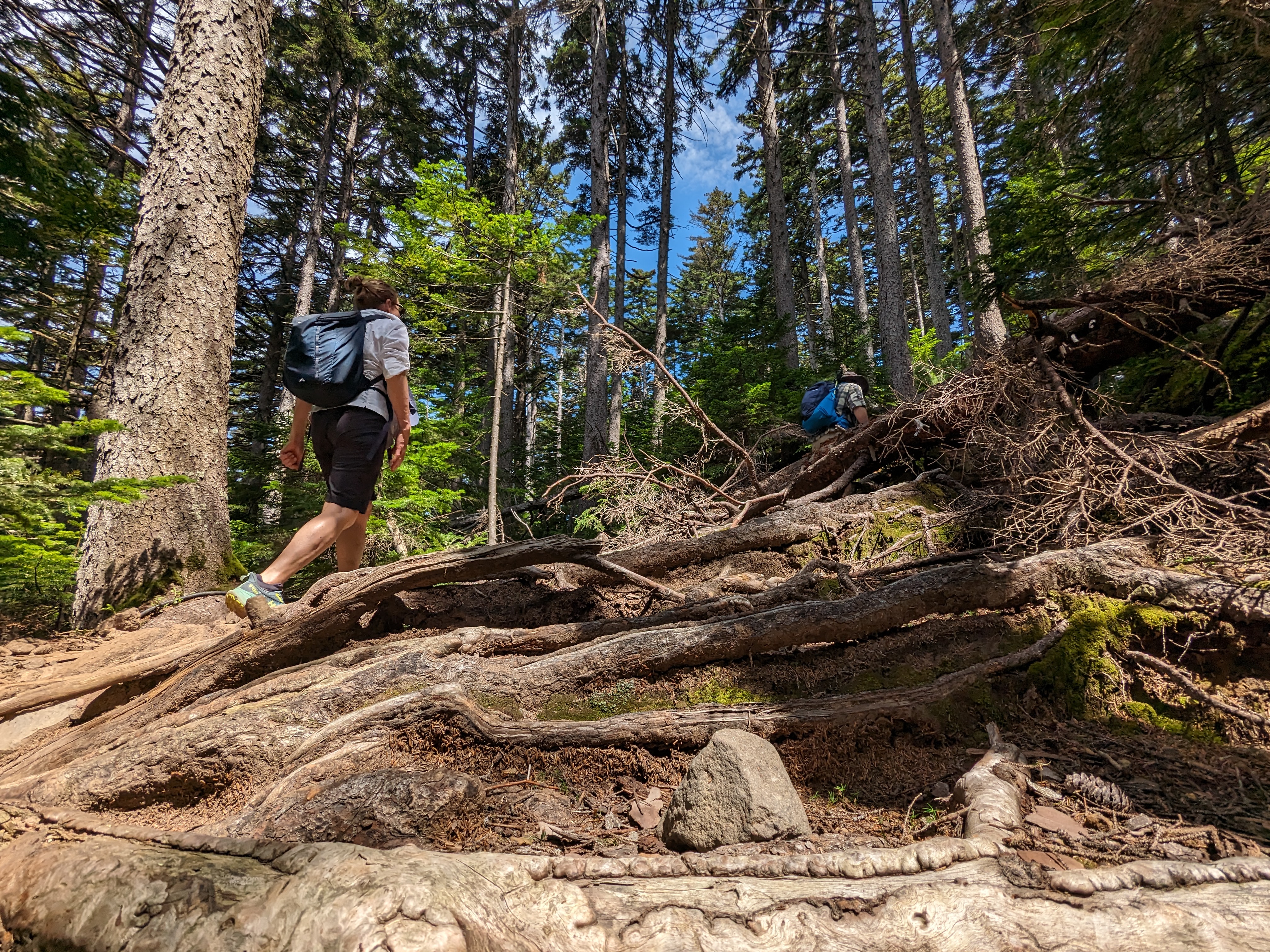 A hiker walks through a conifer forest. The photo is taken from low to the ground and shows a jumble of exposed roots.