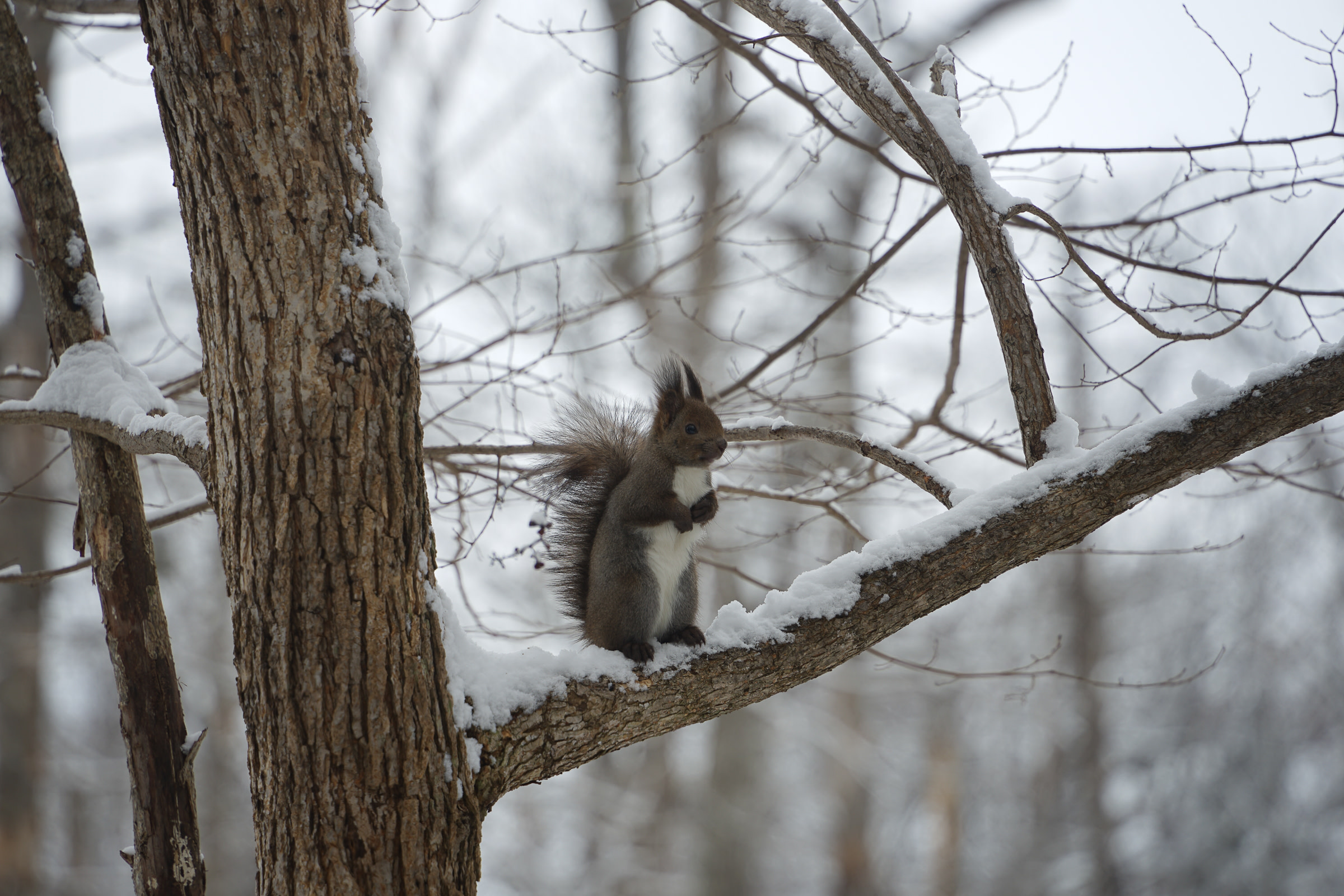 Eurasian Red Squirrel standing on a tree branch in winter