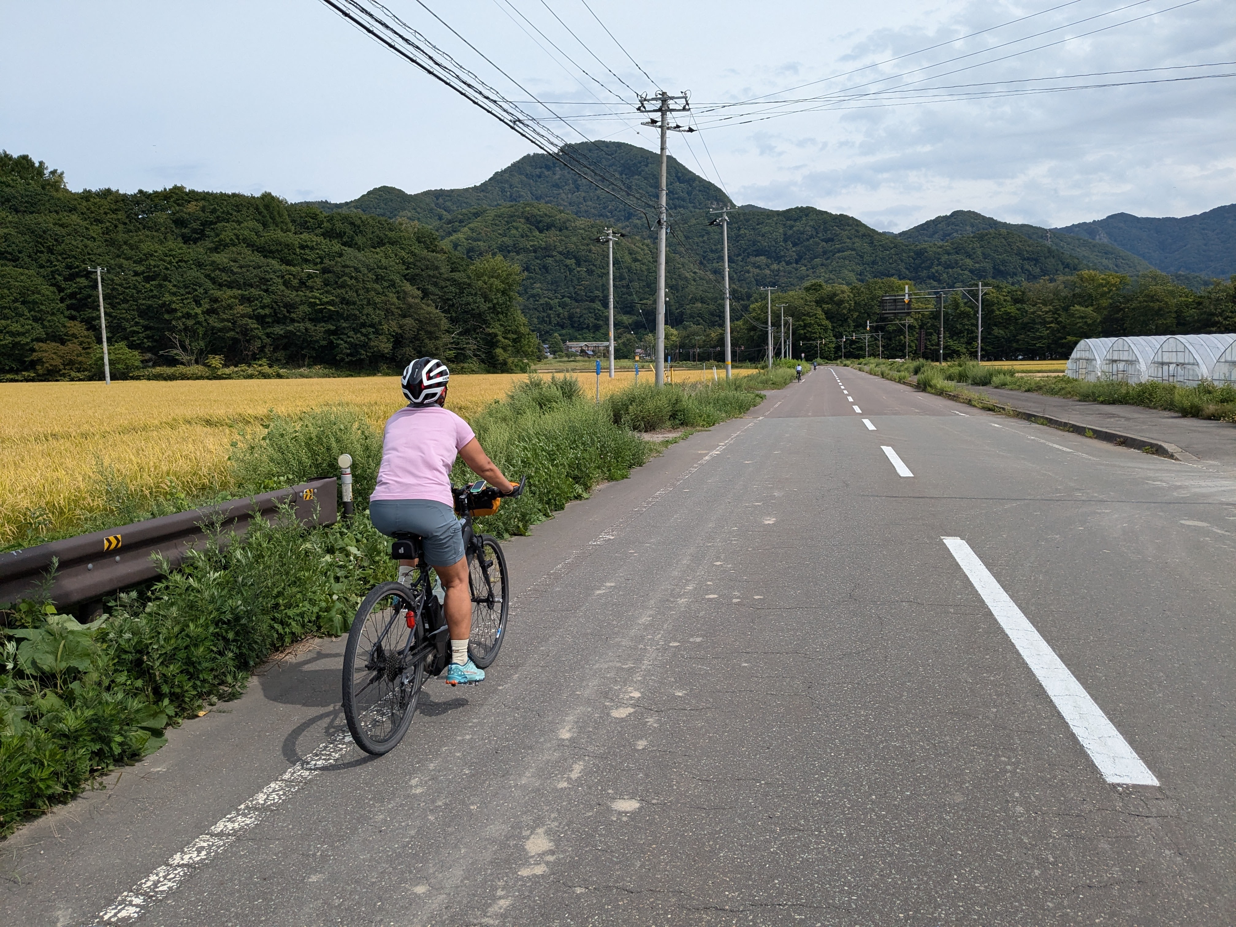 A woman cycles along a road boarding rice fields. The rice is ripe and ready to harvest. There are some small mountains looming on the horizon.