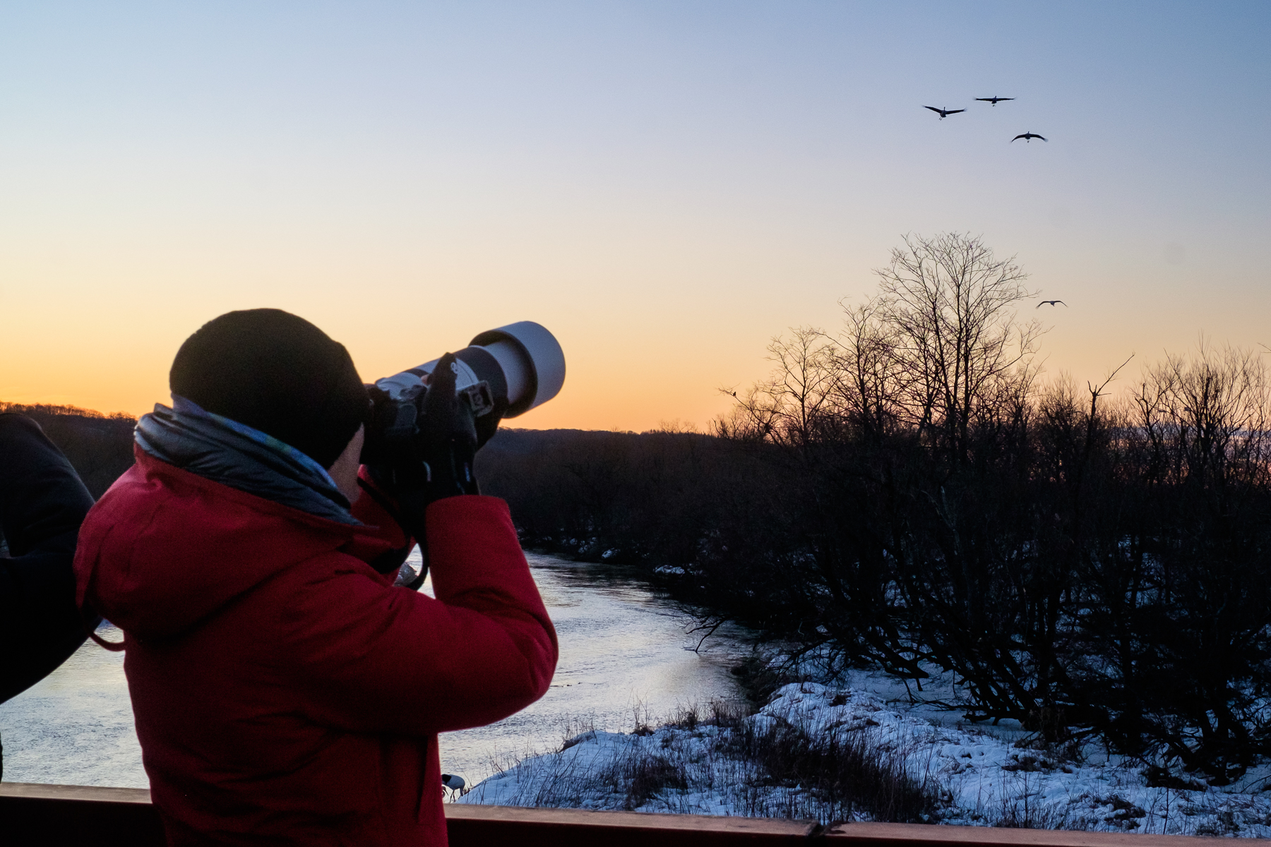 A man at dawn on a midwinter morning points a zoom lens towards three red-crowned cranes flying in the distance. He is standing on a bridge over an icy river.
