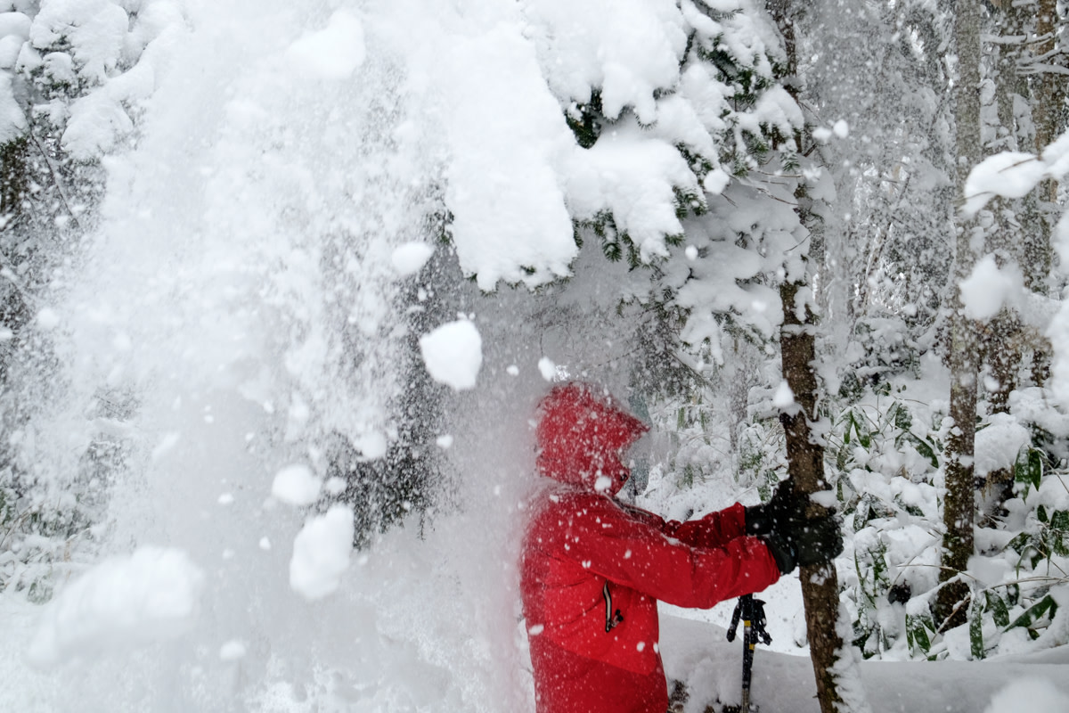 A snowshoer showers themselves with snow off a tree.