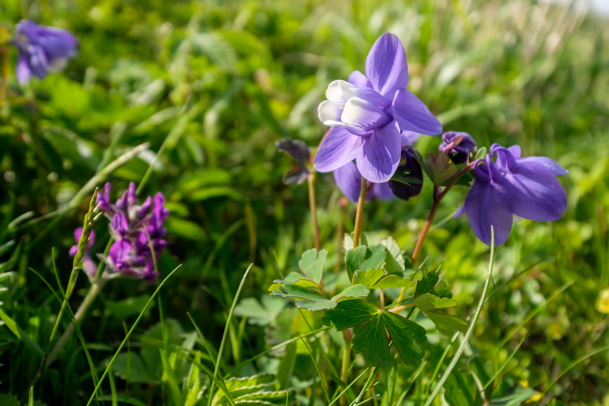 Purple Miyamaodamaki flowers with a white tip