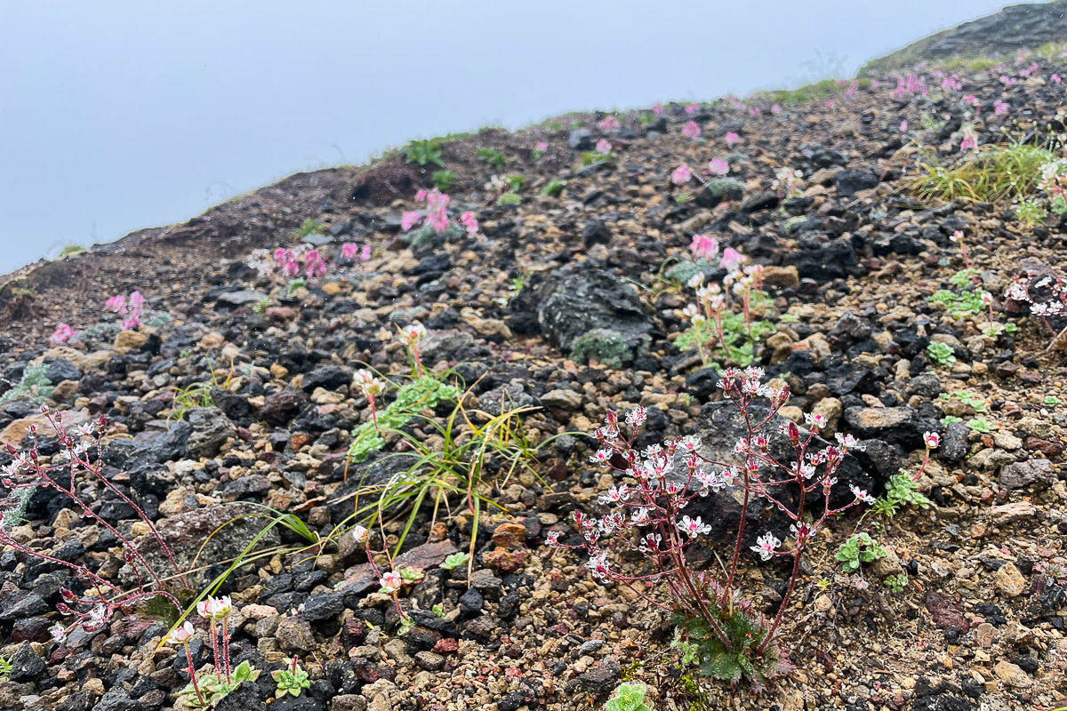 Delicate alpine flowers grow on a rocky hillside