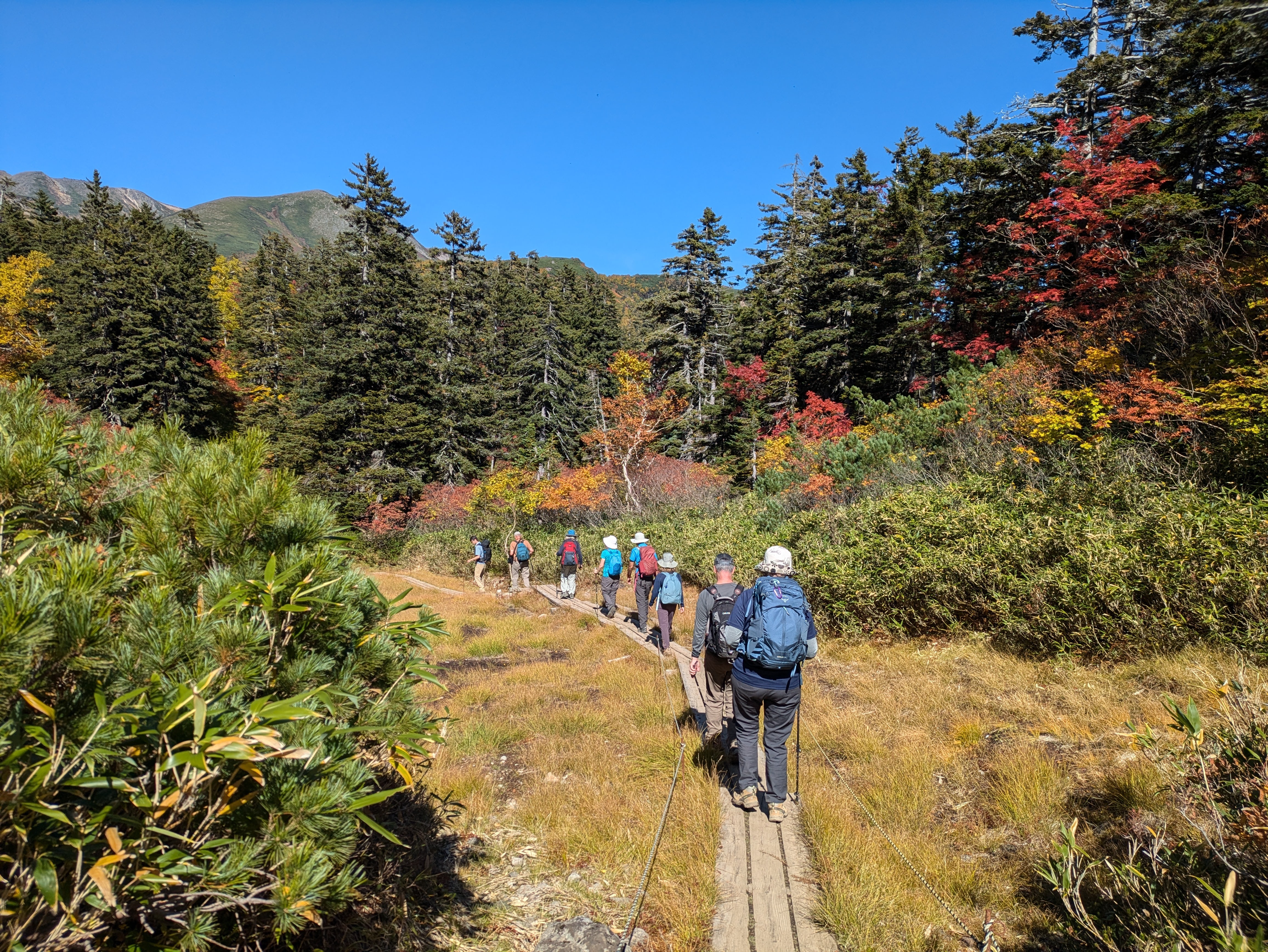 A line of hikers walks along a board walk through grasslands in Daisetsu Kogen, Hokkaido. It is a perfectly sunny day. The trees are in their autumn colours and the scenery is quite spectacular.