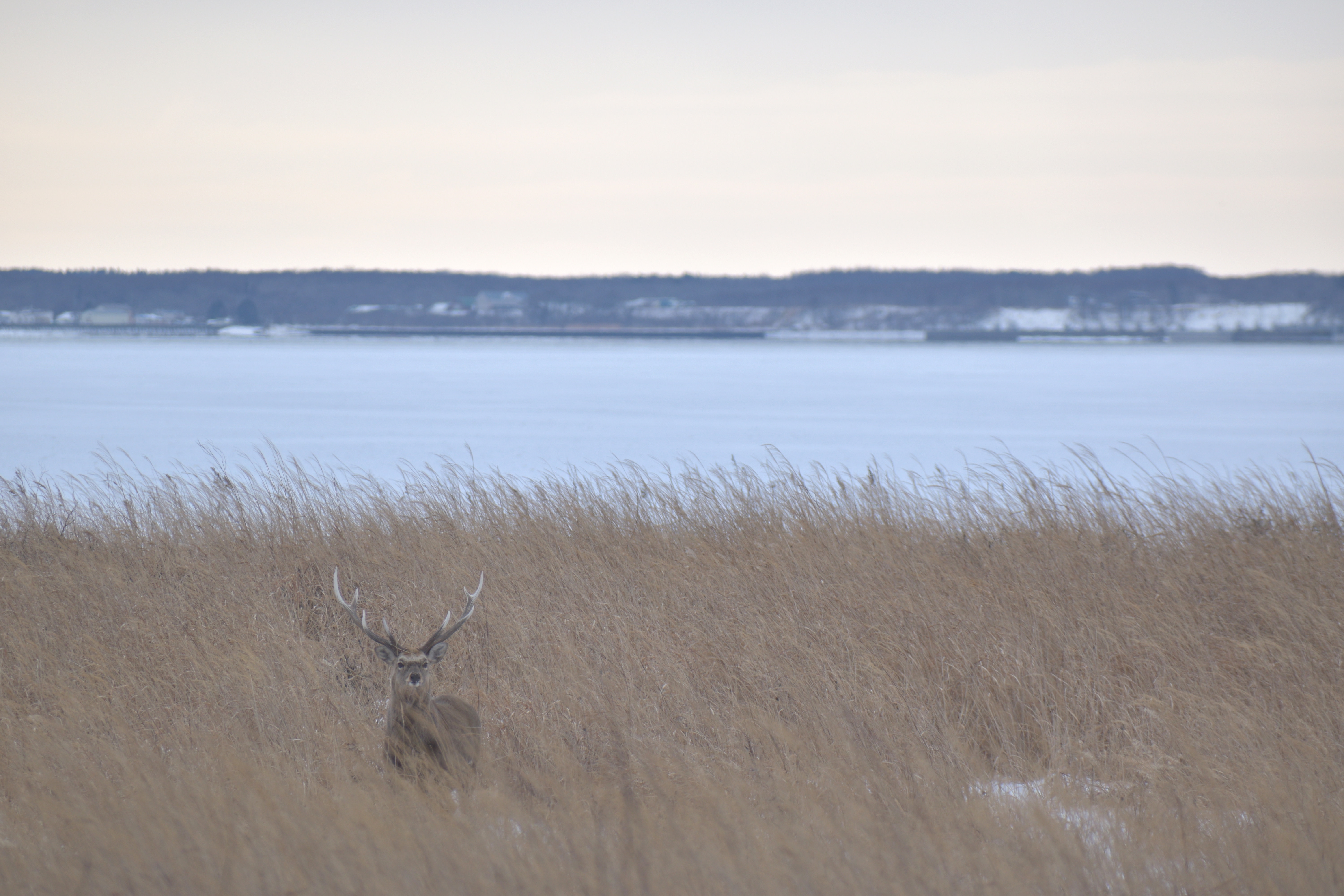 A lone stag peers out from tall, withered grass at Notsuke Peninsula.