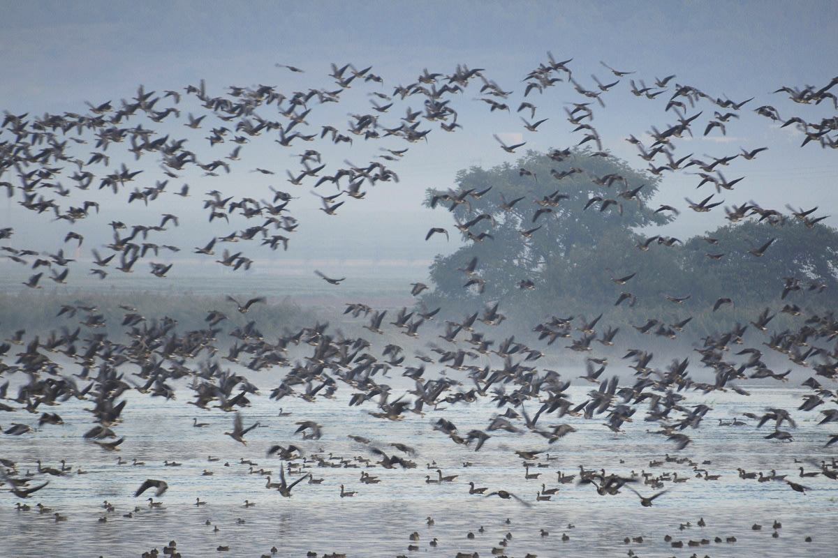 A large group of white-fronted geese flying over a body of water.