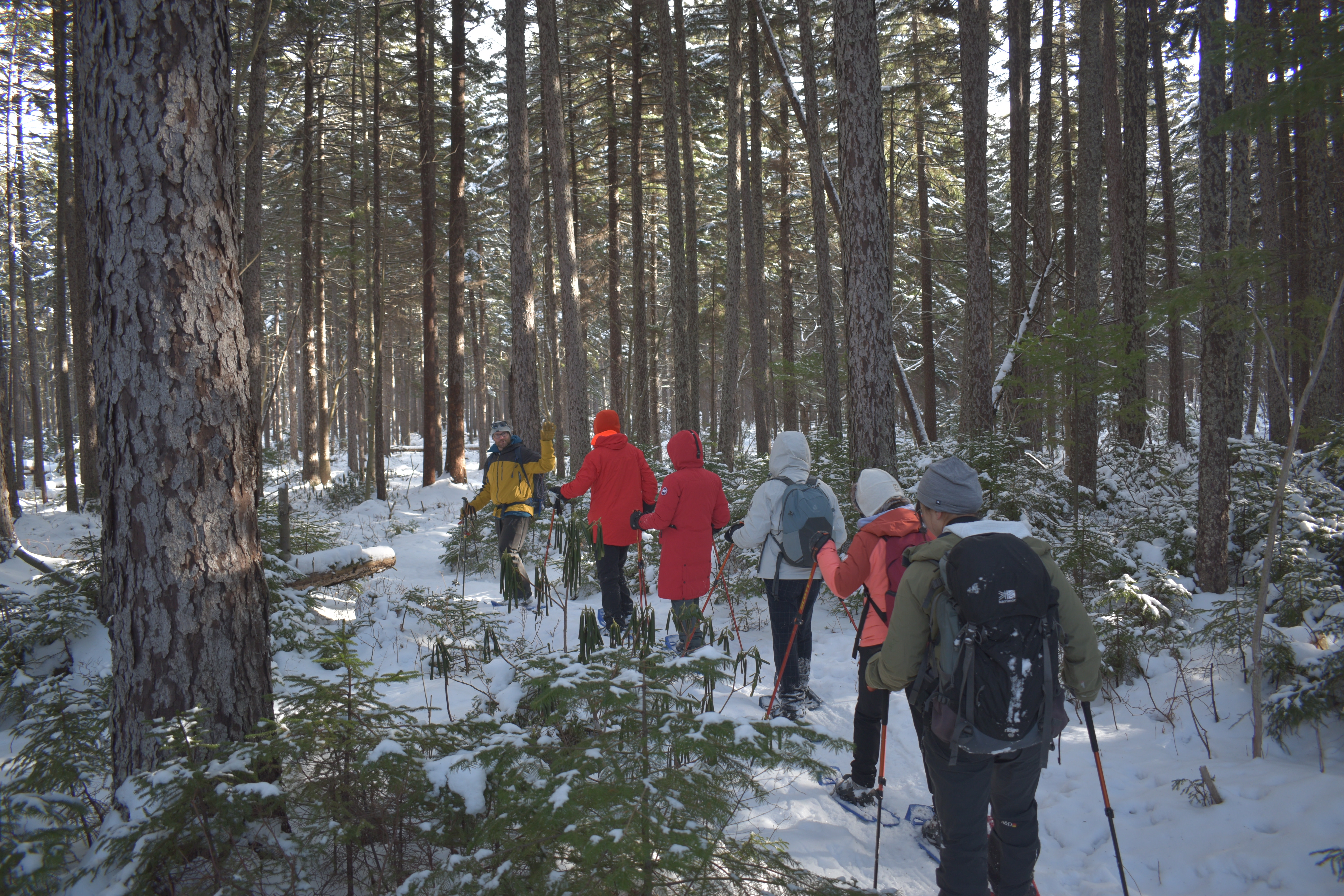 Richard explains features of the forest to guests as they snowshoe.