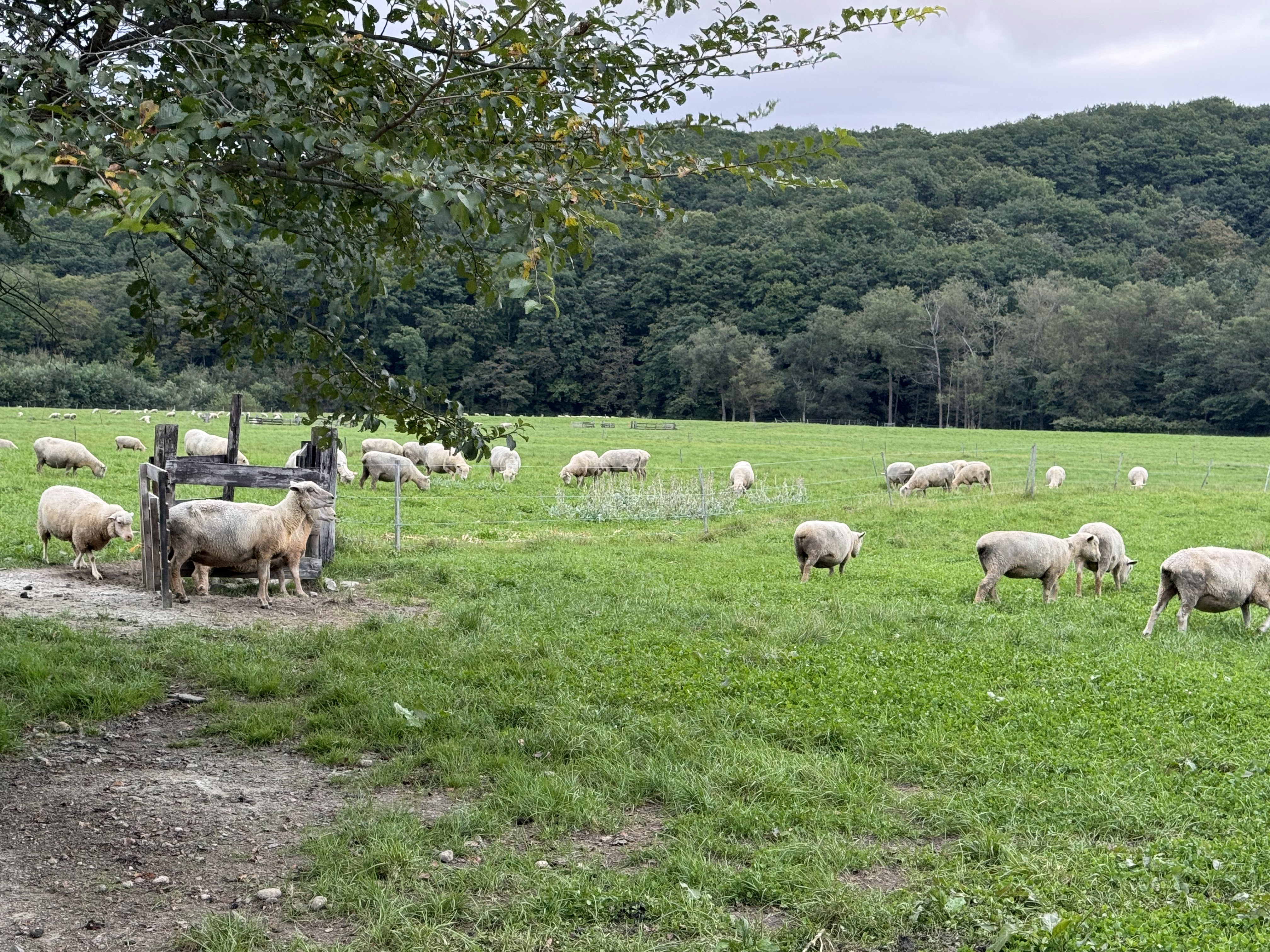 A herd of sheep in a field.