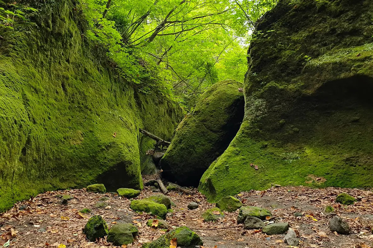 The bright green moss corridor at Mt. Tarumae.