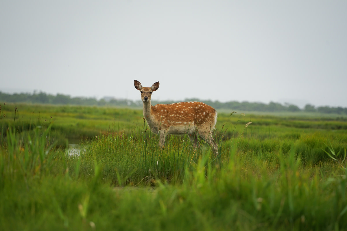 Curious Japanese deer watching us