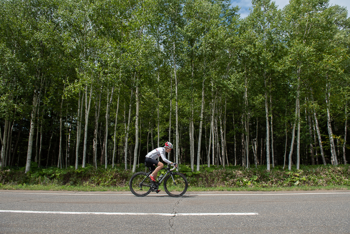 Cycle along birch lined roads