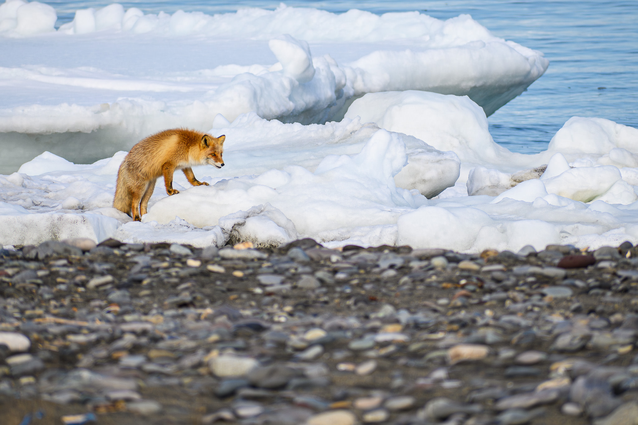 A fox in the distance climbs on drift ice floes. It is looking at something far away to the right.