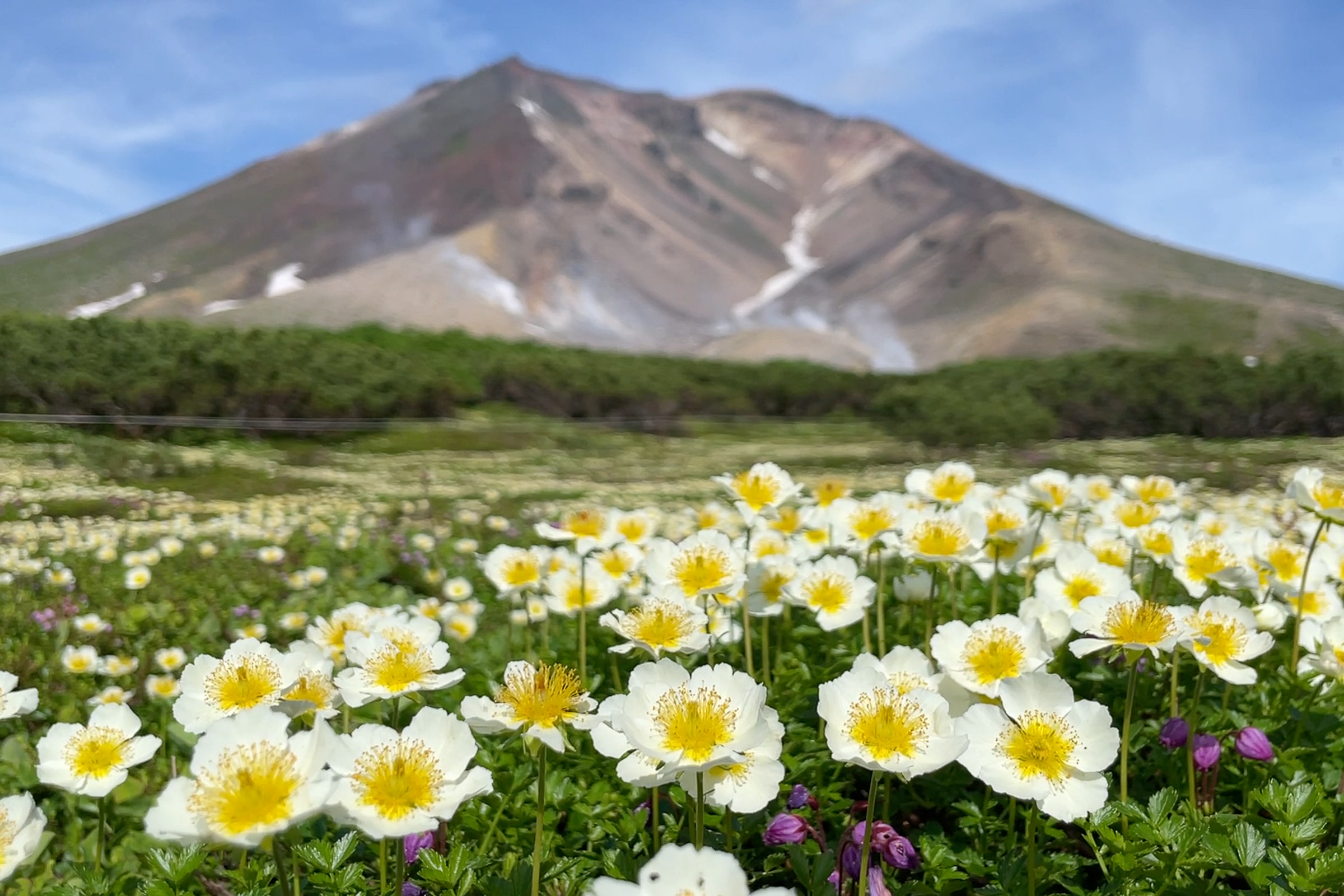 Aleutian Avens in bloom in July at the base of Mt. Asahidake.