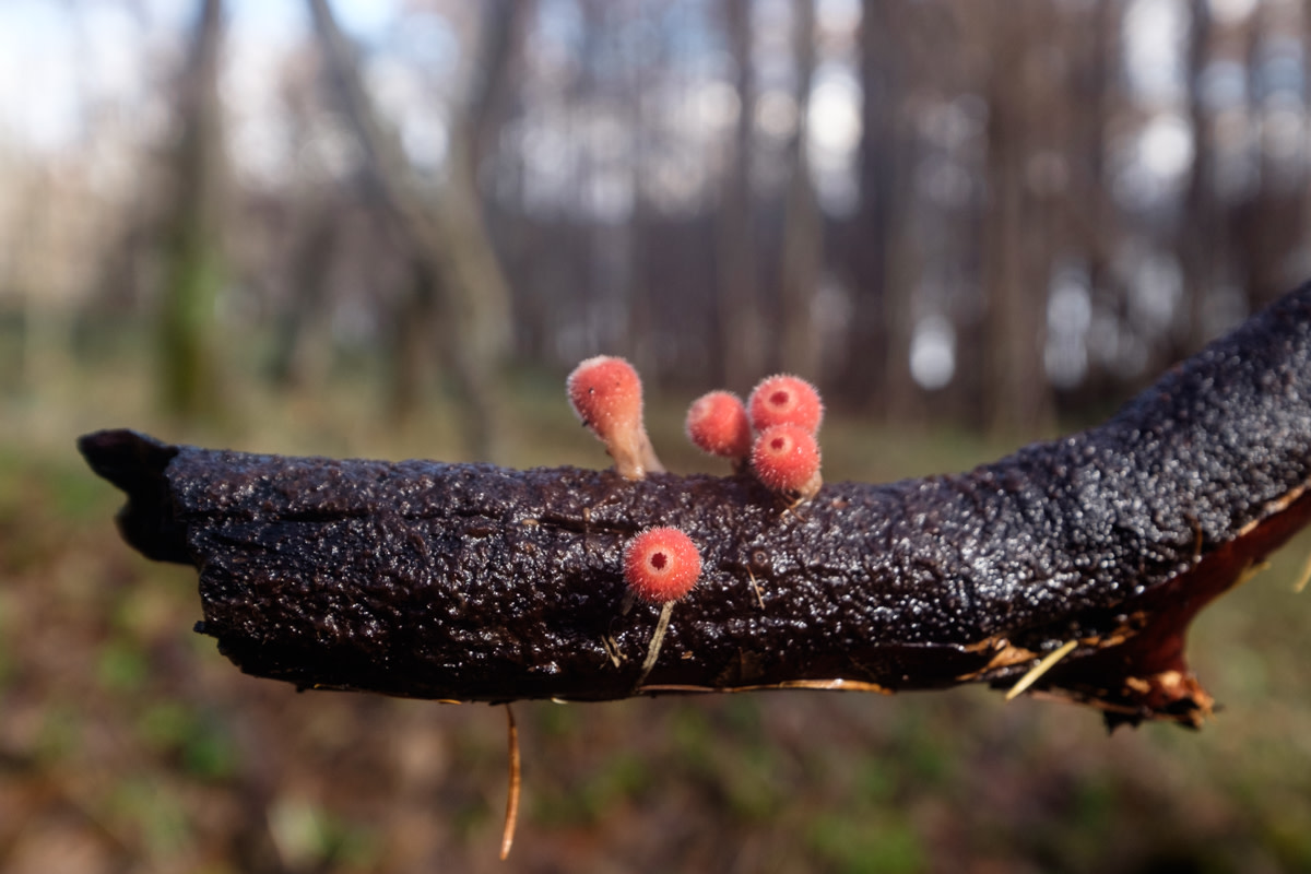 Fungi closeup