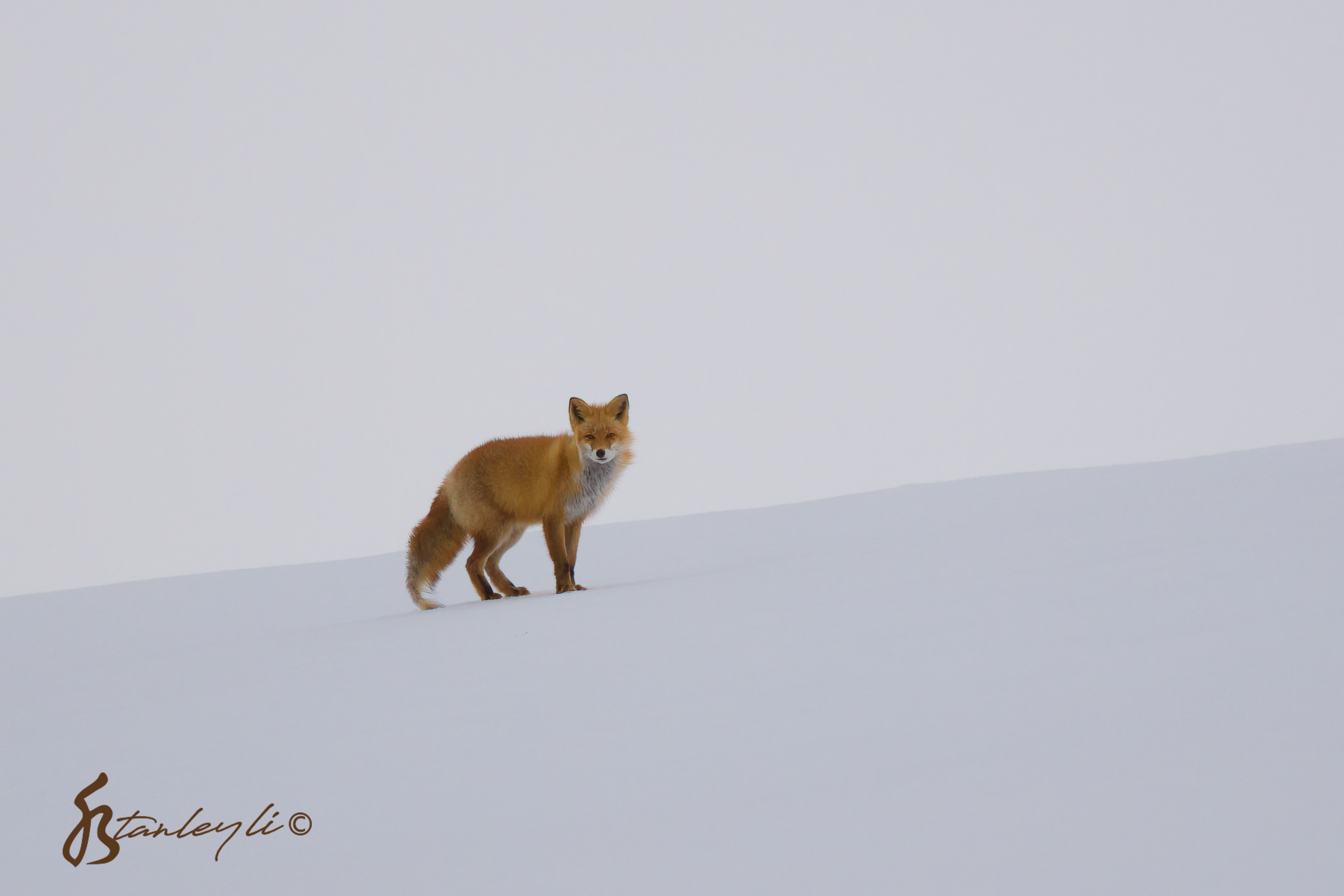 A Hokkaido red fox provides contrast in a snow covered field on a grey day. ©️ Stanley Li