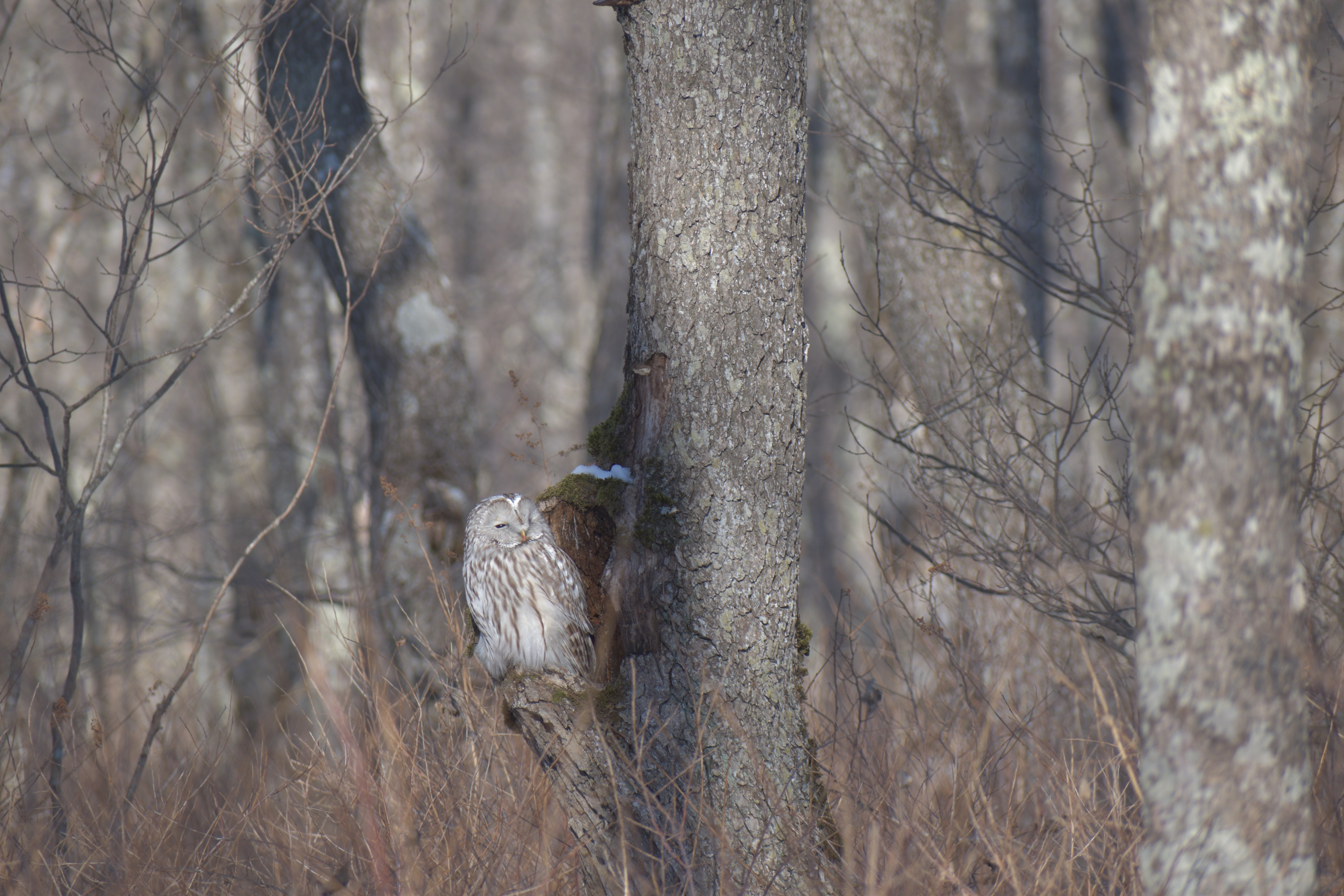 A Ural Owl wakes from its slumber in a tree hollow to take a look at its surroundings.