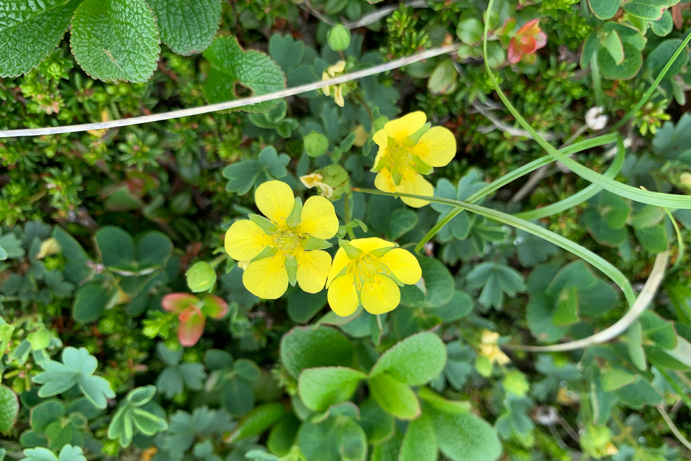 Miyabe Sibbaldia or Meakan-kinbai (Potentilla miyabei) found near Mt. Tomuraushi in July.