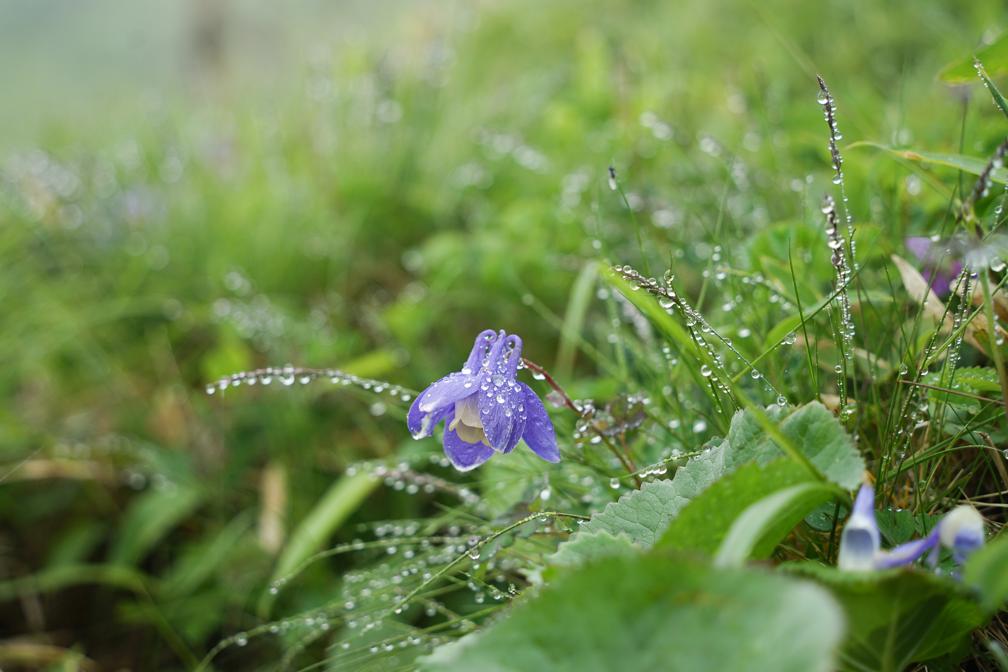 A Dwarf Columbine flower is coated in dew on Mt. Nishibetsu